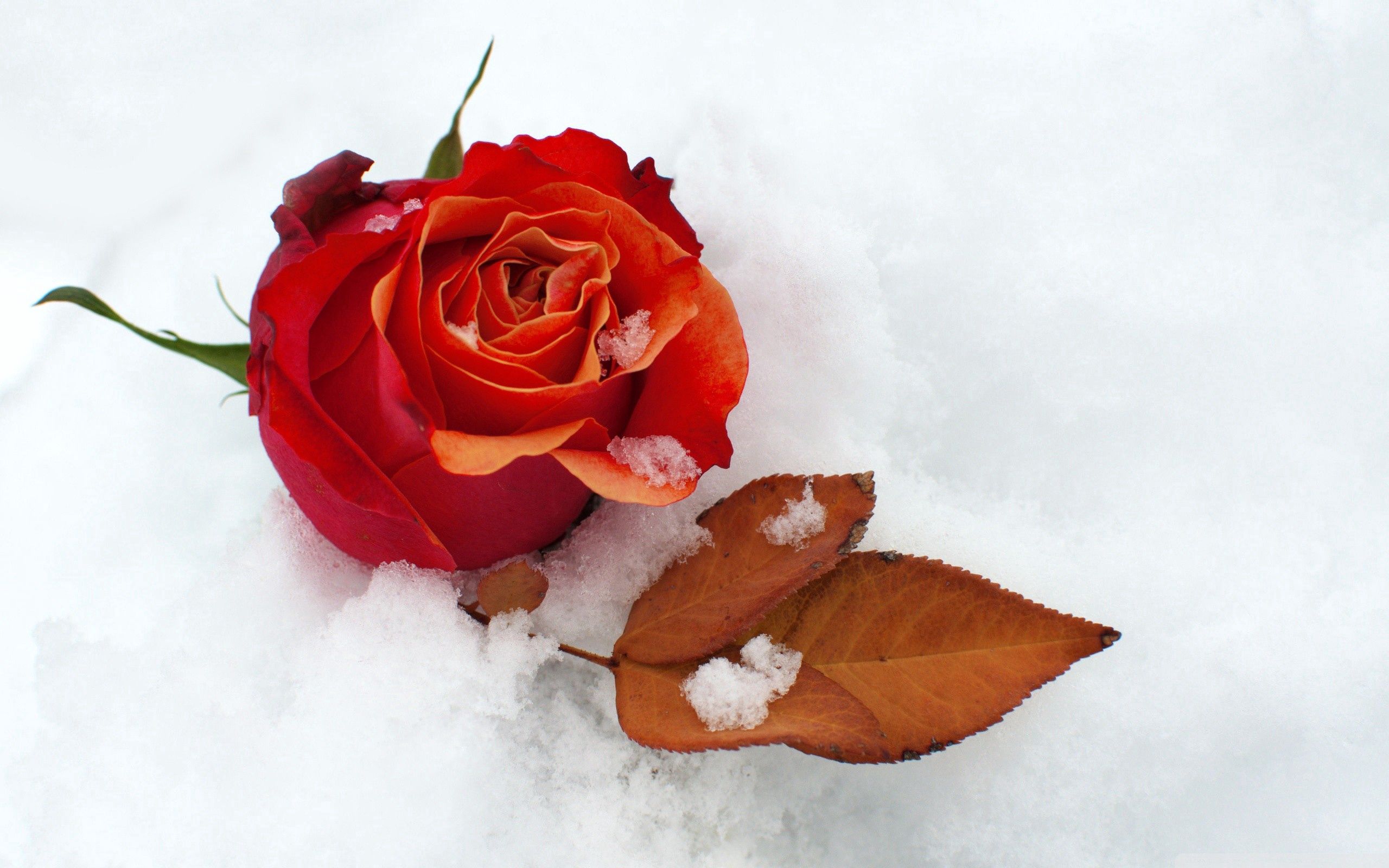Скачать обои бесплатно Холод, Листок, Снег, Бутон, Цветок, Роза, Цветы картинка на рабочий стол ПК