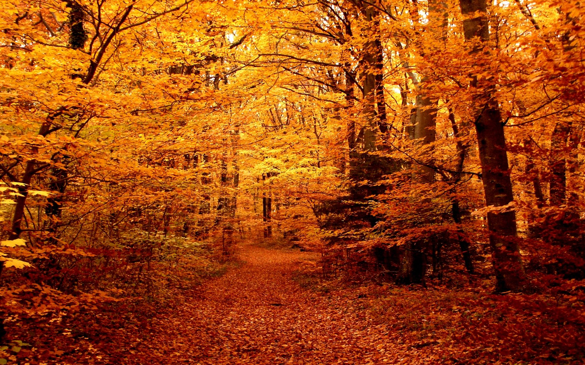 Download mobile wallpaper Forest, Leaf, Fall, Earth, Path for free.