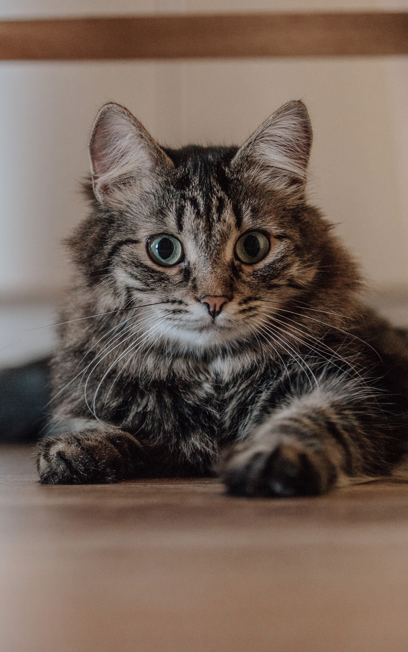 Téléchargez gratuitement l'image Animaux, Chats, Chat sur le bureau de votre PC