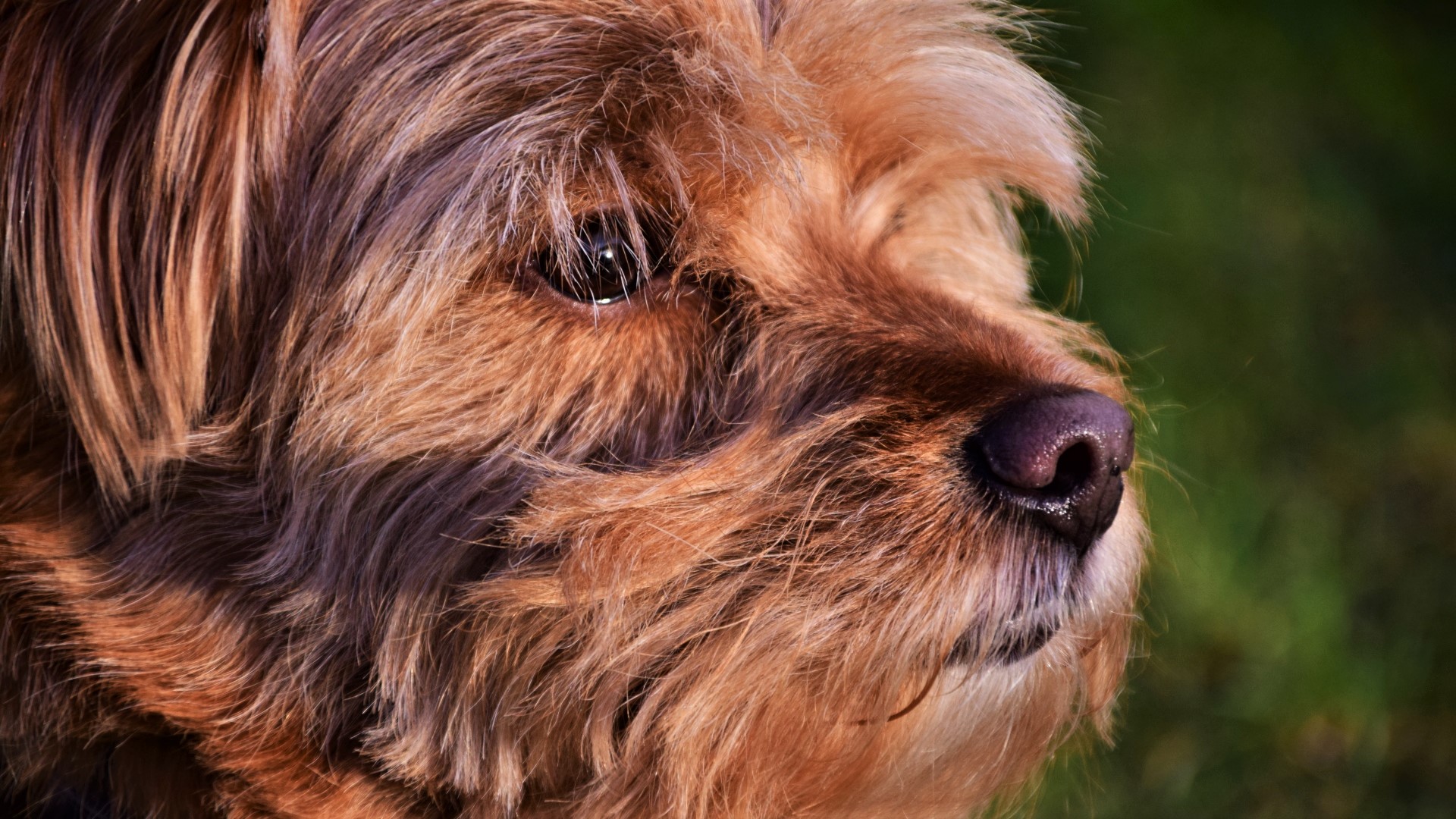 animal, terrier, close up, dog, dogs