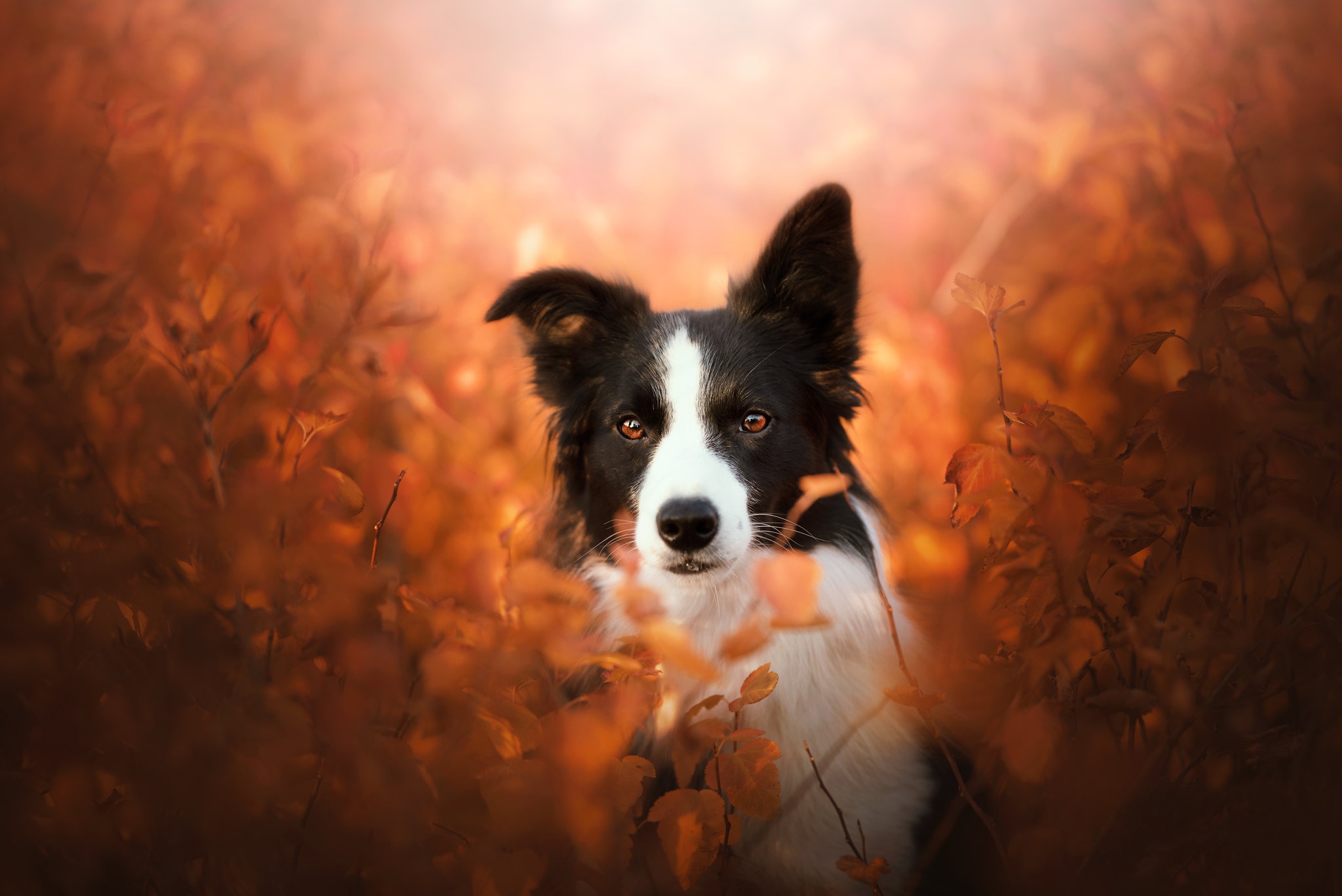 PCデスクトップに動物, 犬, ボーダーコリー画像を無料でダウンロード