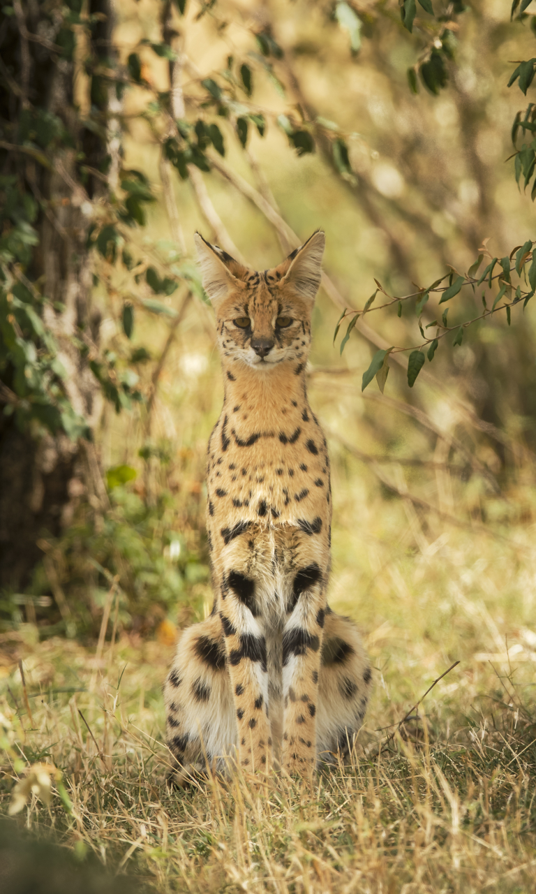 Download mobile wallpaper Cats, Animal, Serval, Depth Of Field for free.