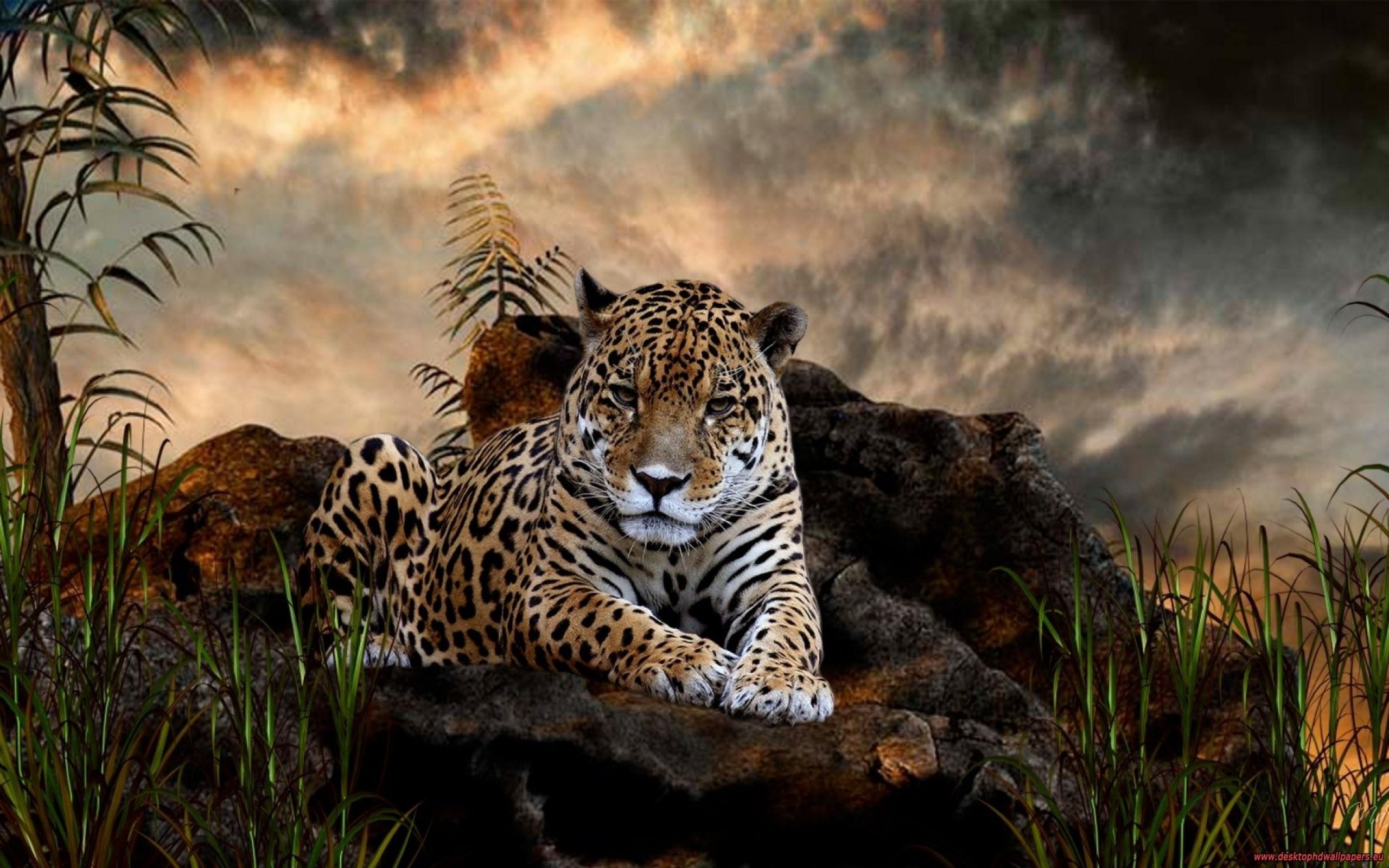 1479631 télécharger l'image animaux, jaguar, repos - fonds d'écran et économiseurs d'écran gratuits