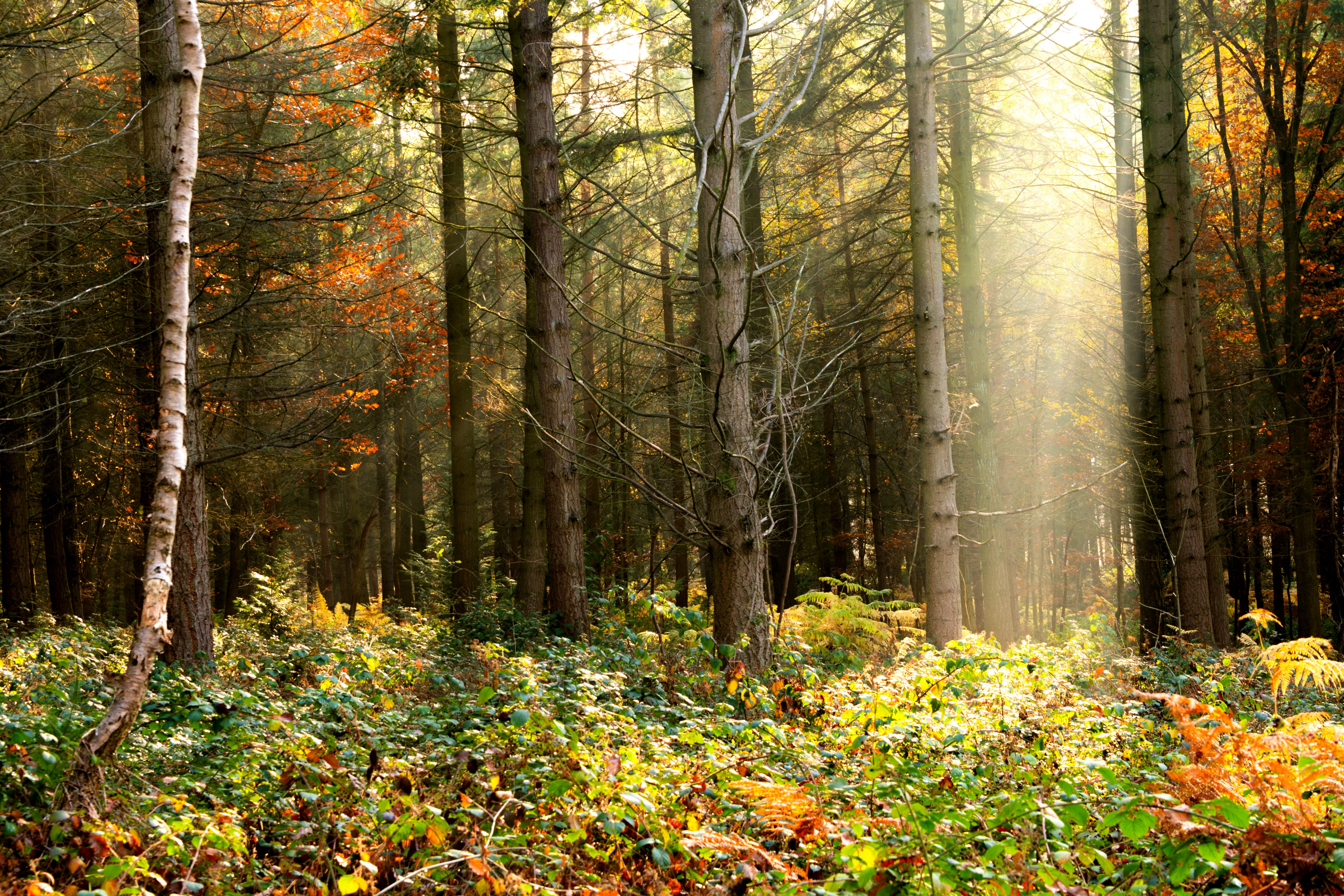 Téléchargez des papiers peints mobile Nature, Buissons, Forêt, Arbres, Feuillage gratuitement.
