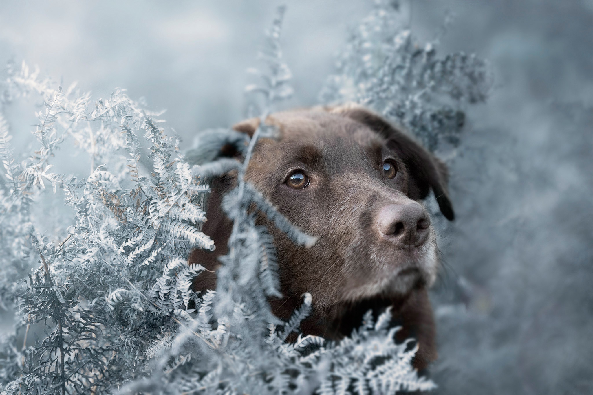 Handy-Wallpaper Tiere, Hunde, Hund, Labrador Retriever kostenlos herunterladen.