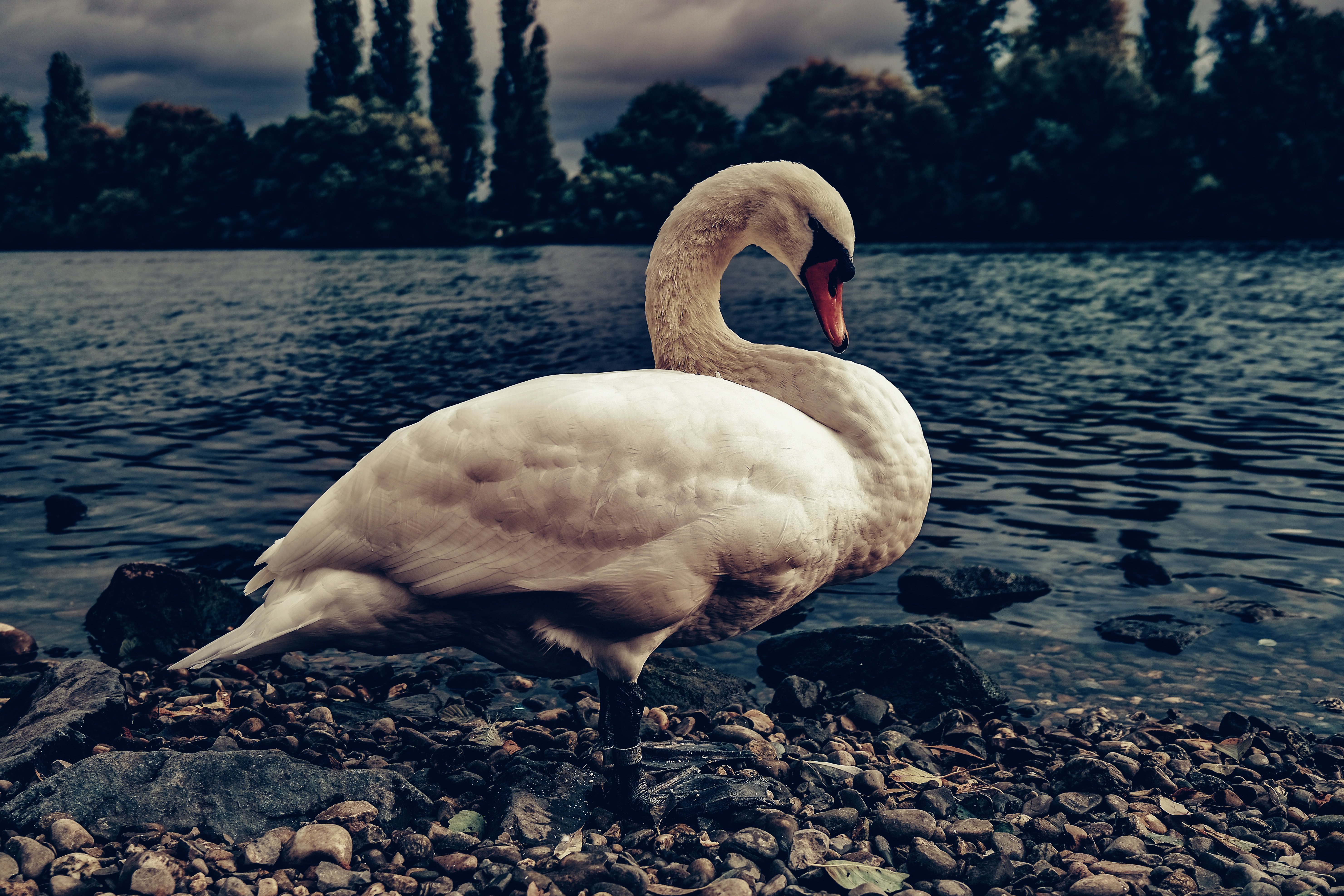 Baixar papel de parede para celular de Animais, Aves, Pássaro, Cisne, Cisne Mudo gratuito.