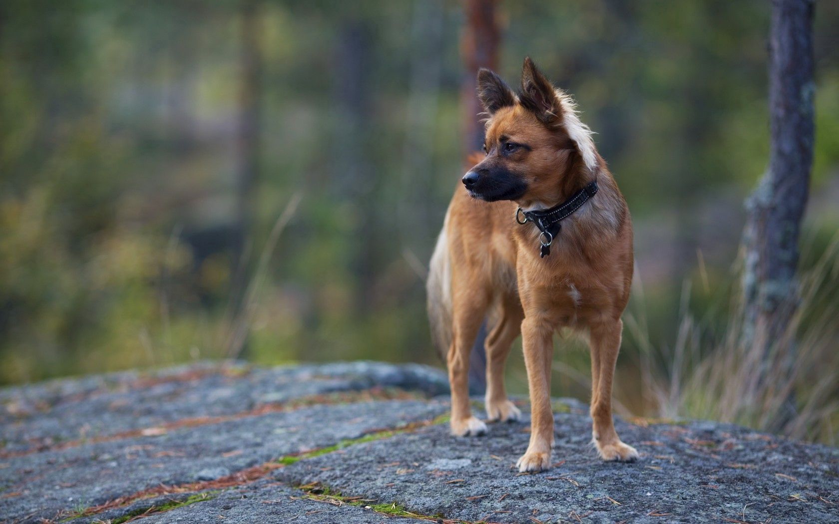 Handy-Wallpaper Hund, Tiere, Natur, Hintergrund kostenlos herunterladen.