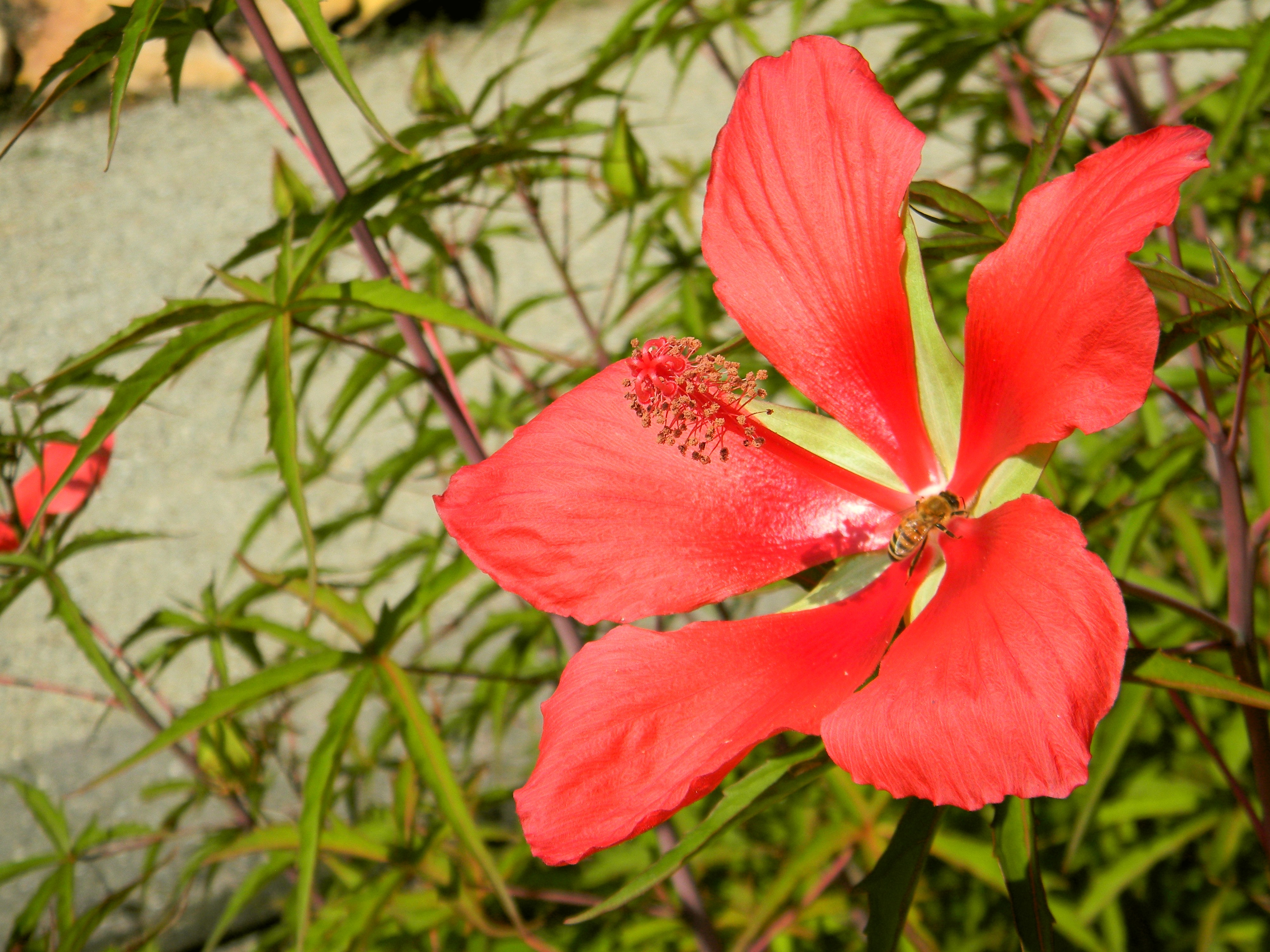 Descarga gratuita de fondo de pantalla para móvil de Flores, Flor, Tierra/naturaleza.