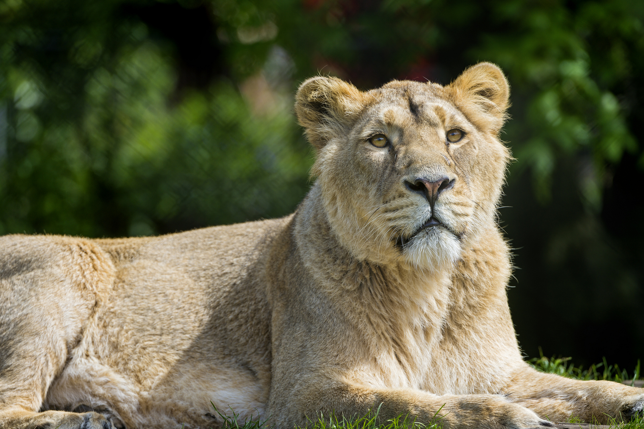 Descarga gratuita de fondo de pantalla para móvil de Animales, Gatos, León.