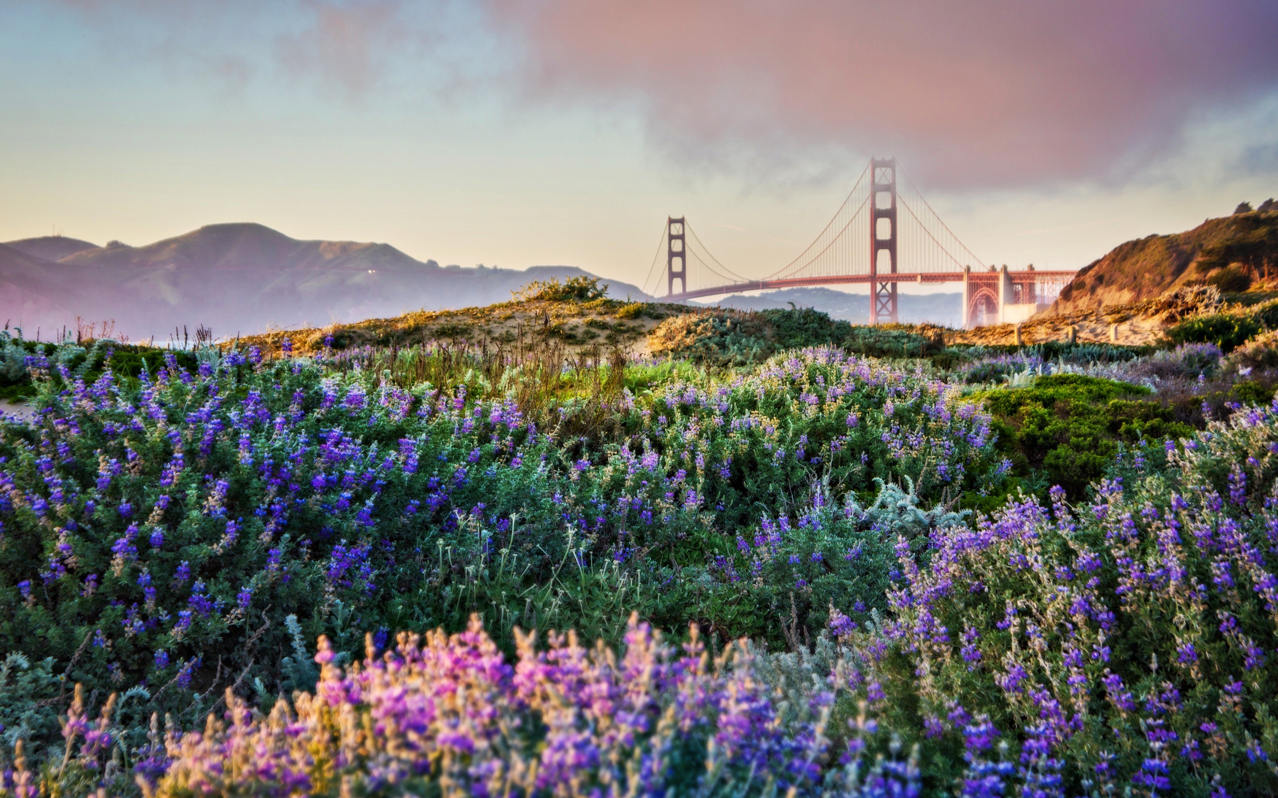 Download mobile wallpaper Bridges, Flower, Bridge, Spring, Golden Gate, Man Made for free.
