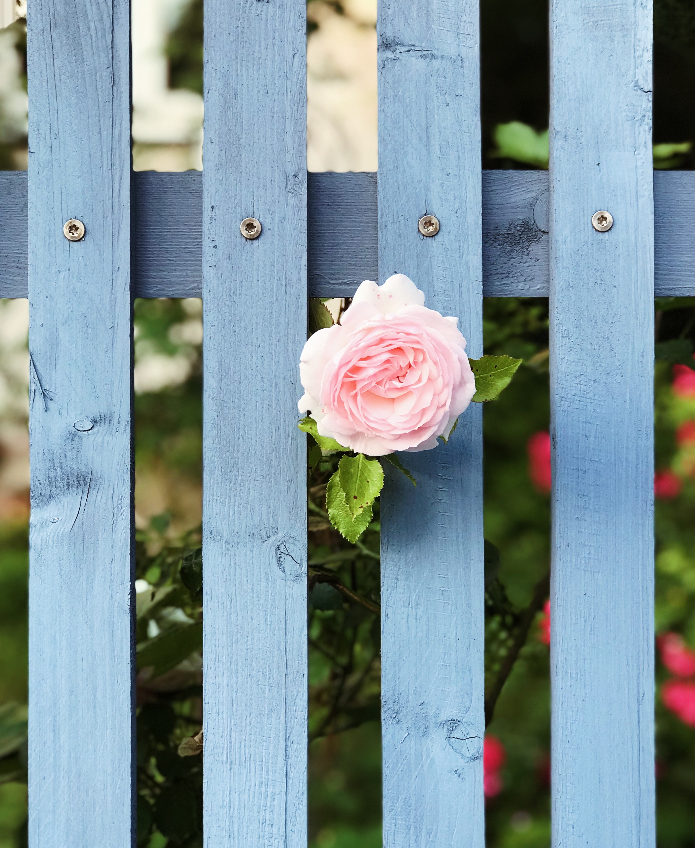 無料モバイル壁紙フラワーズ, 花, 咲く, フェンス, 塀, バラの花, 開花, 薔薇, ピンクをダウンロードします。