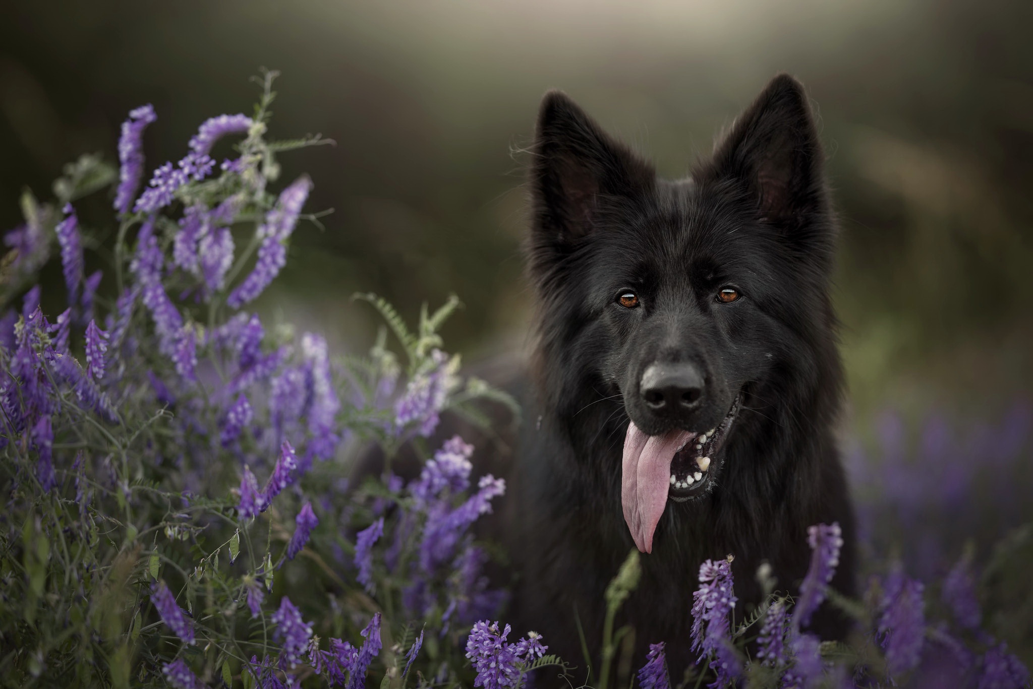 無料モバイル壁紙動物, 犬, ベルギーの羊飼い, 紫色の花をダウンロードします。