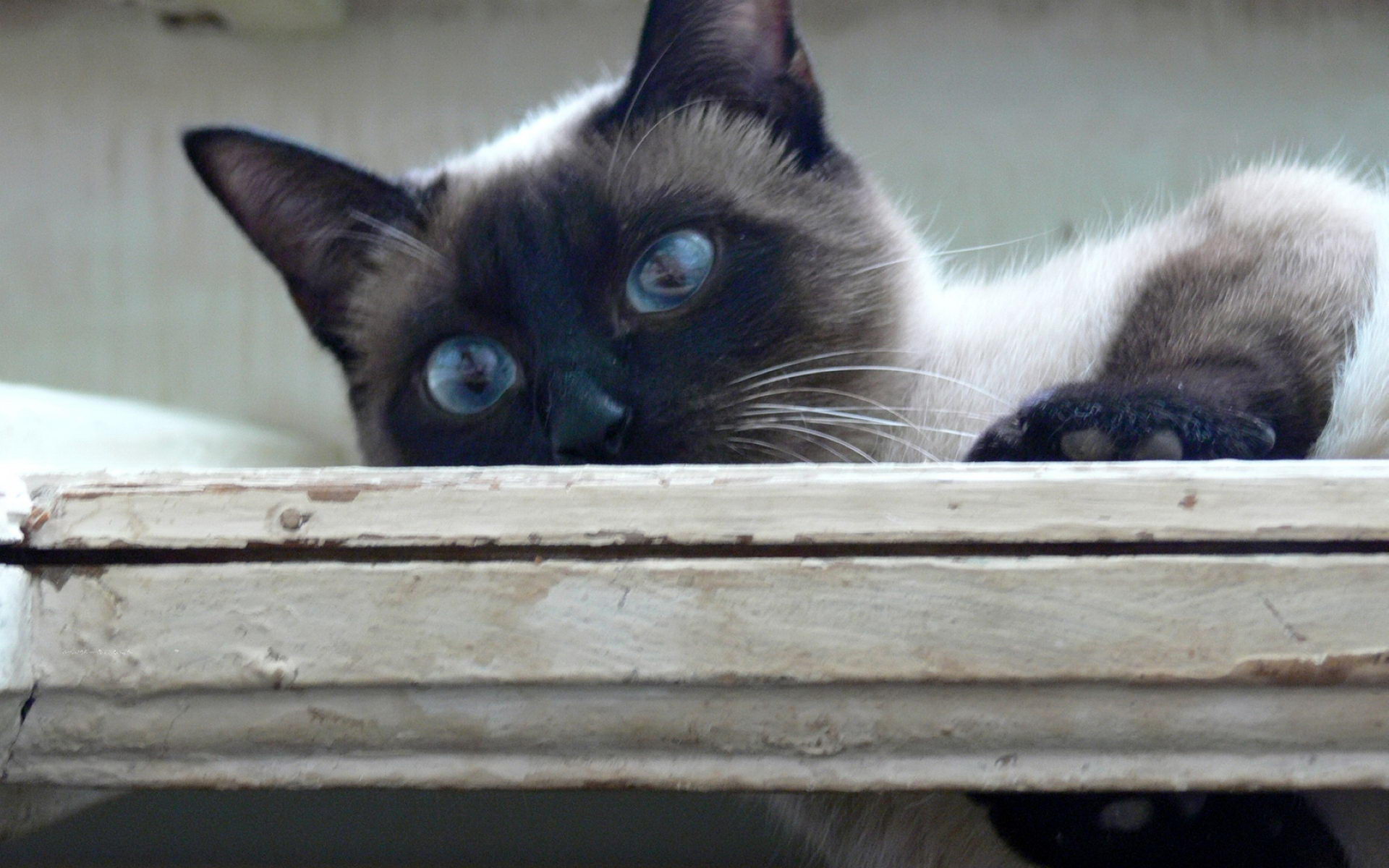 Baixe gratuitamente a imagem Animais, Gatos, Gato na área de trabalho do seu PC