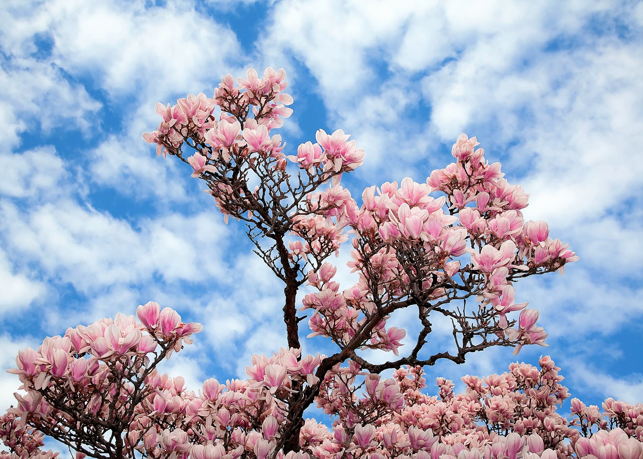 earth, magnolia, blossom, pink flower, sky, tree, trees