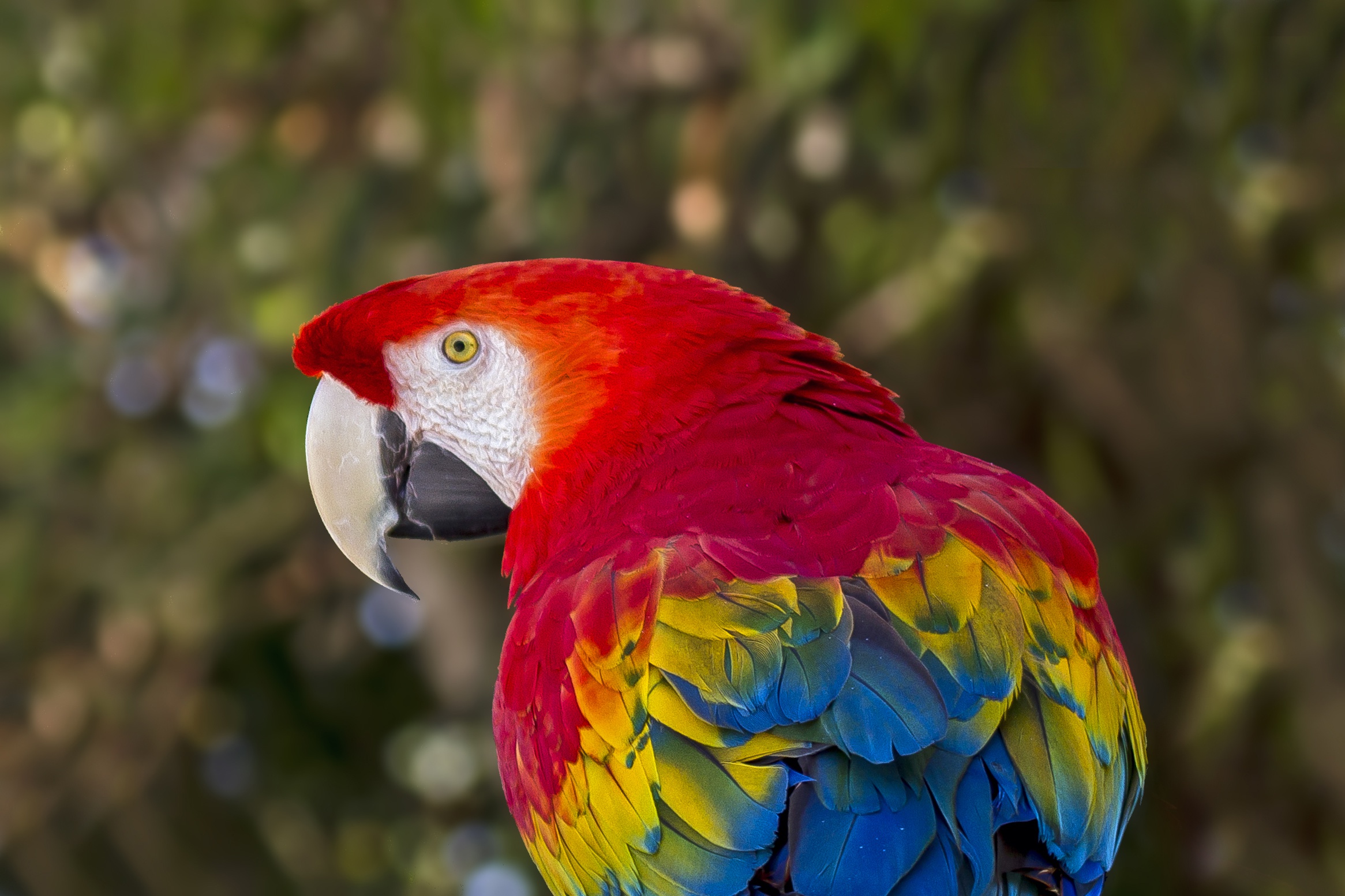 無料モバイル壁紙動物, 鳥, コンゴウインコ, スカーレット・コンゴウインコをダウンロードします。