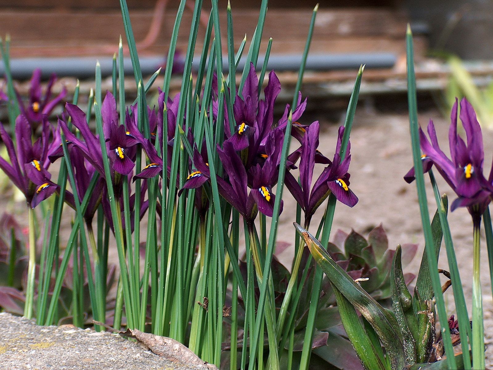 flowers, violet, greens, irises