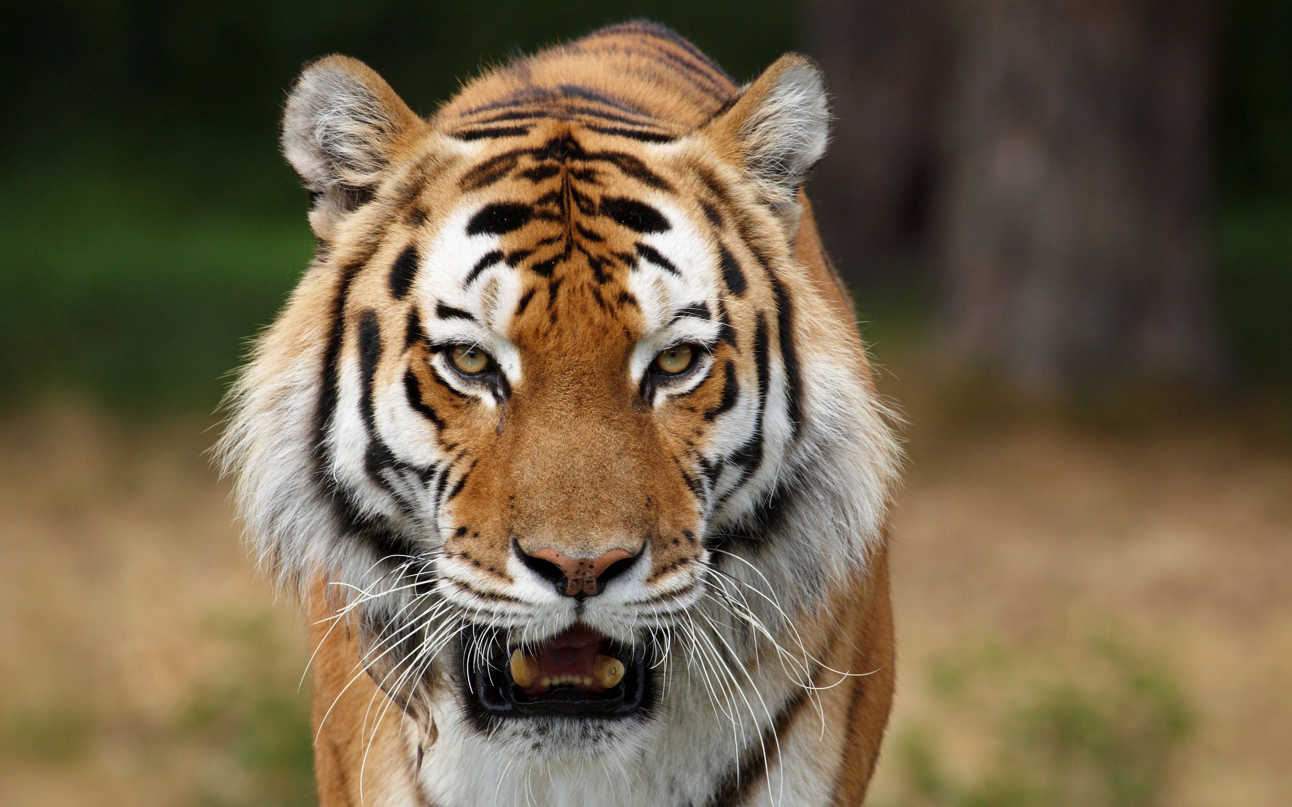 111073 скачать обои полосатый, тигр, большая кошка, животные, хищник - заставки и картинки бесплатно