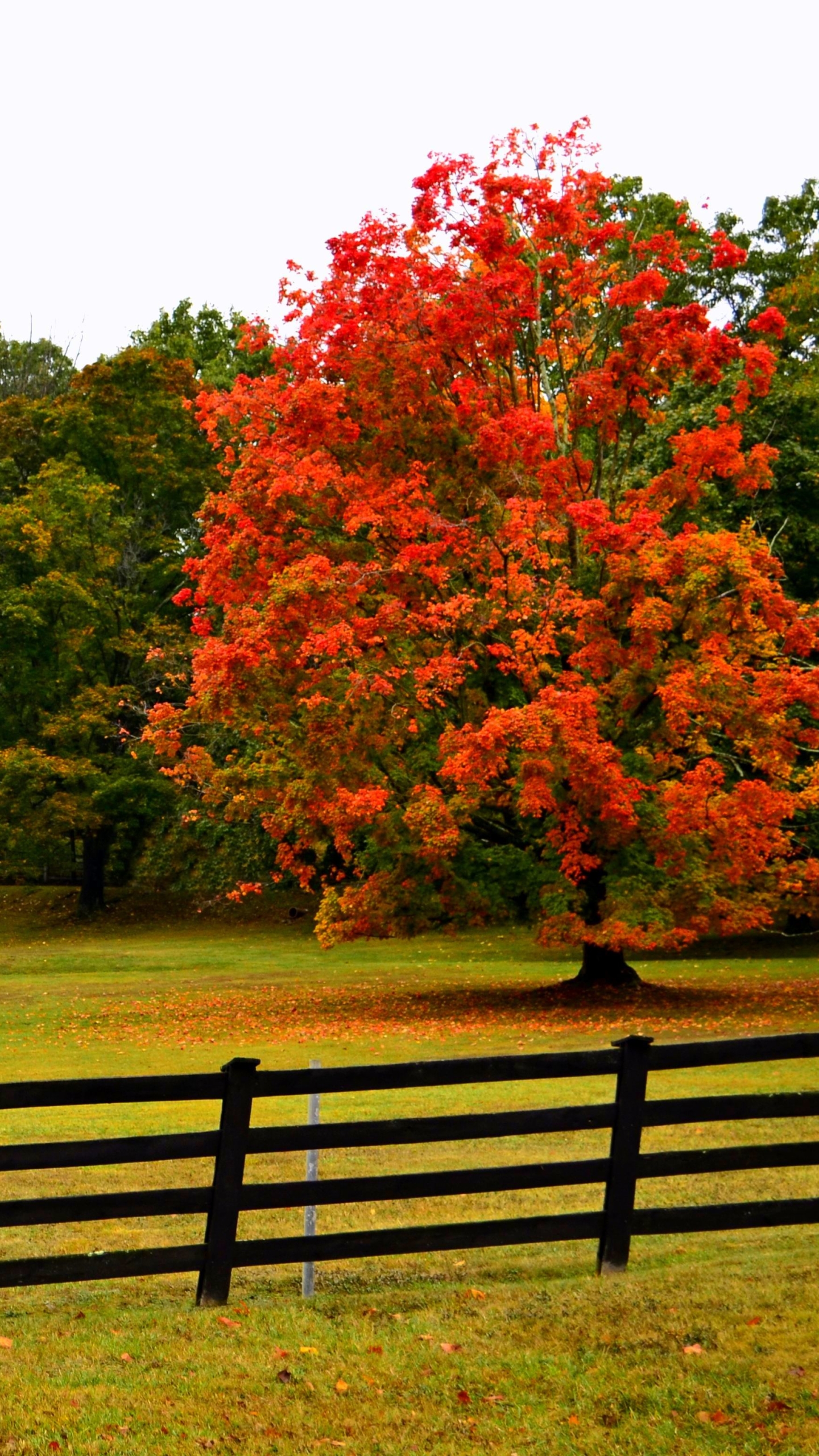 Download mobile wallpaper Tree, Fall, Earth, Fence for free.
