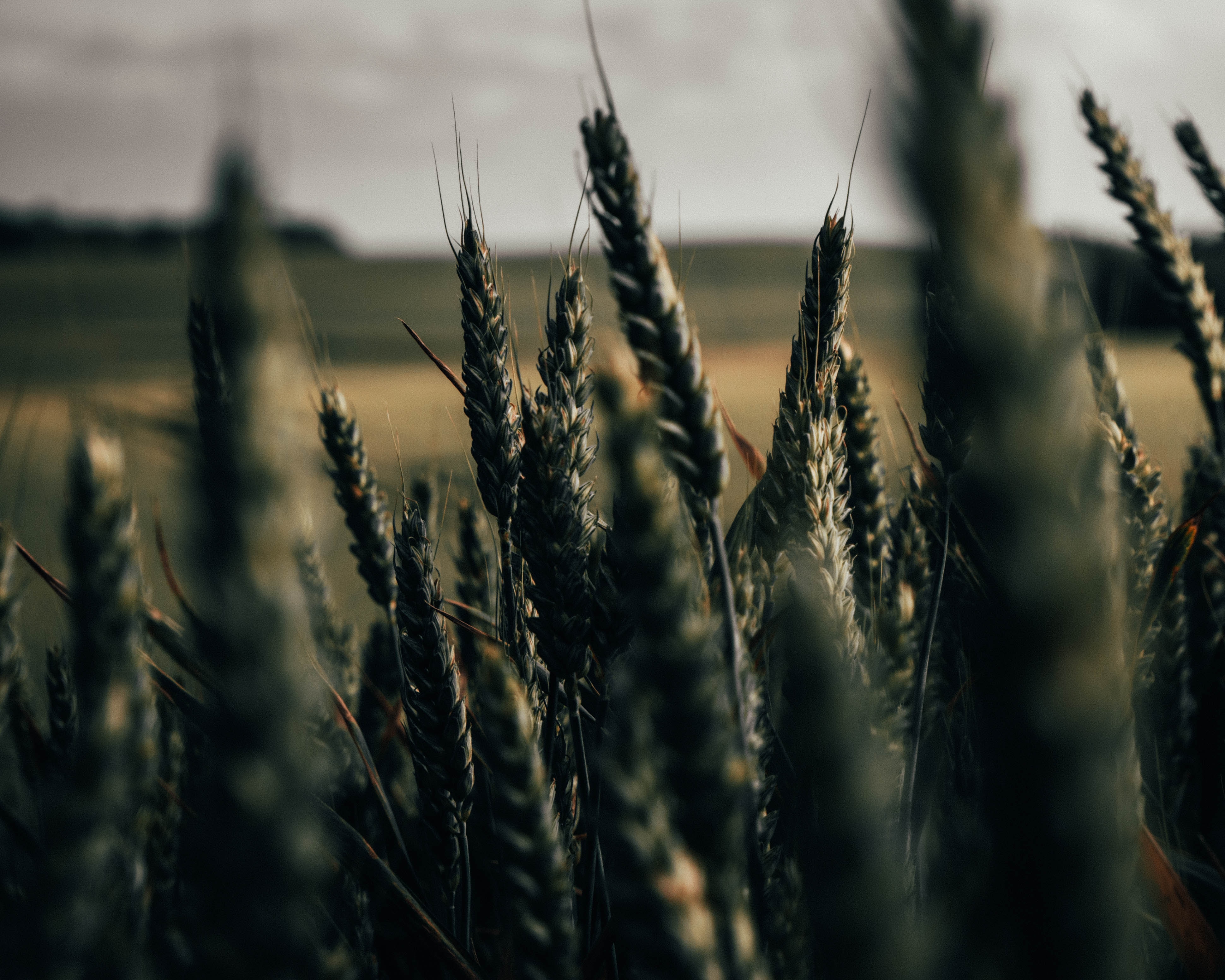 wheat, plants, cones, macro, field, spikelets, cereals
