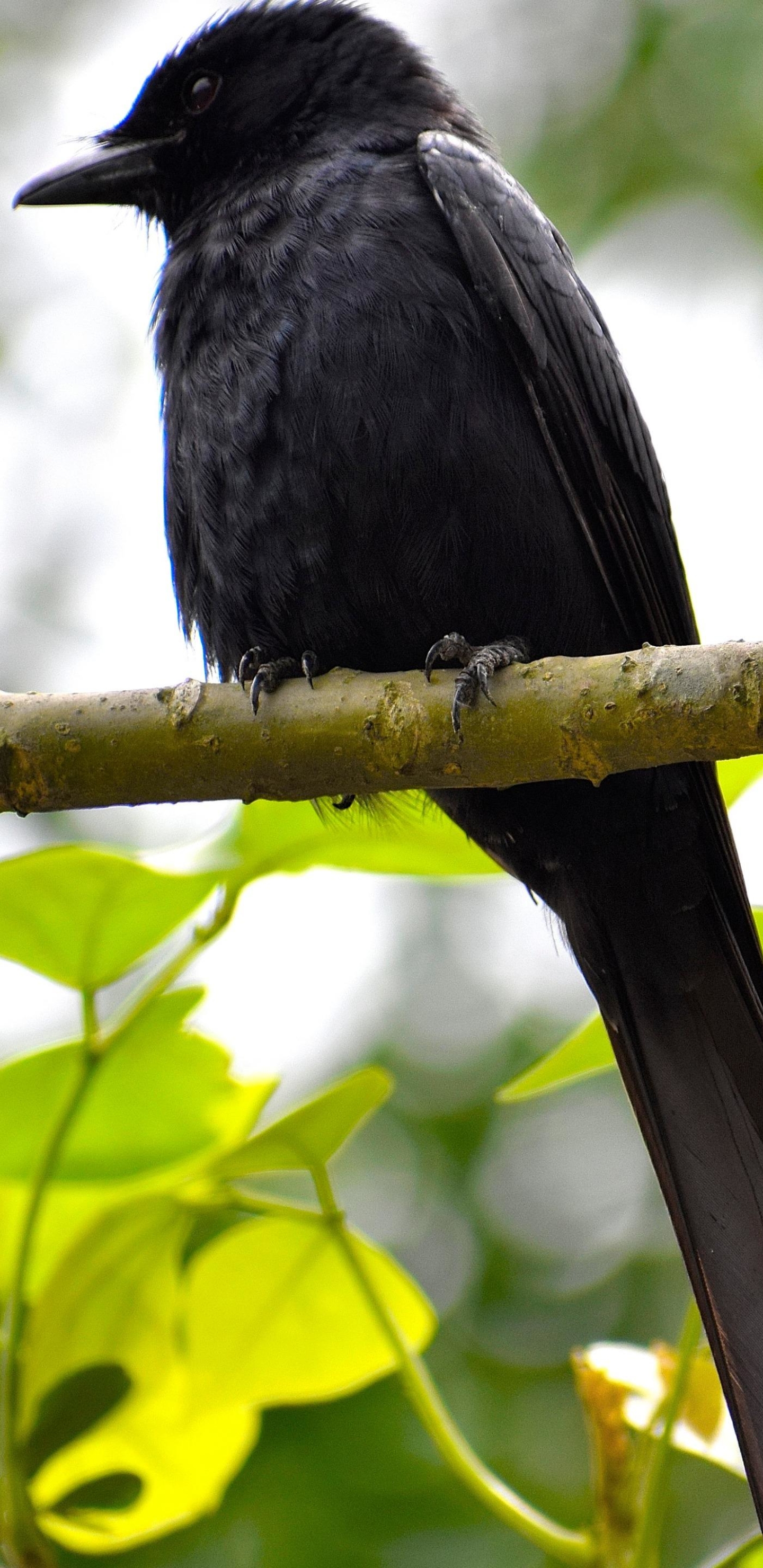 Descarga gratuita de fondo de pantalla para móvil de Animales, Pájaro, Cuervo, Ave.