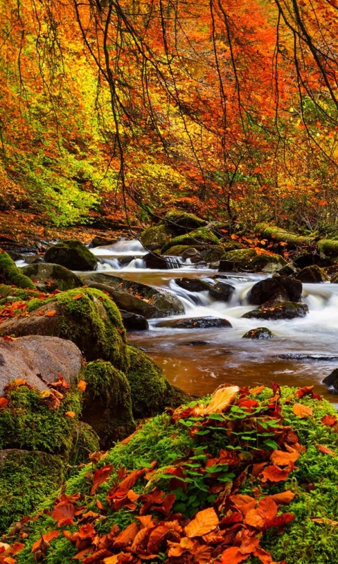 Download mobile wallpaper Forest, Fall, Earth, Stream for free.