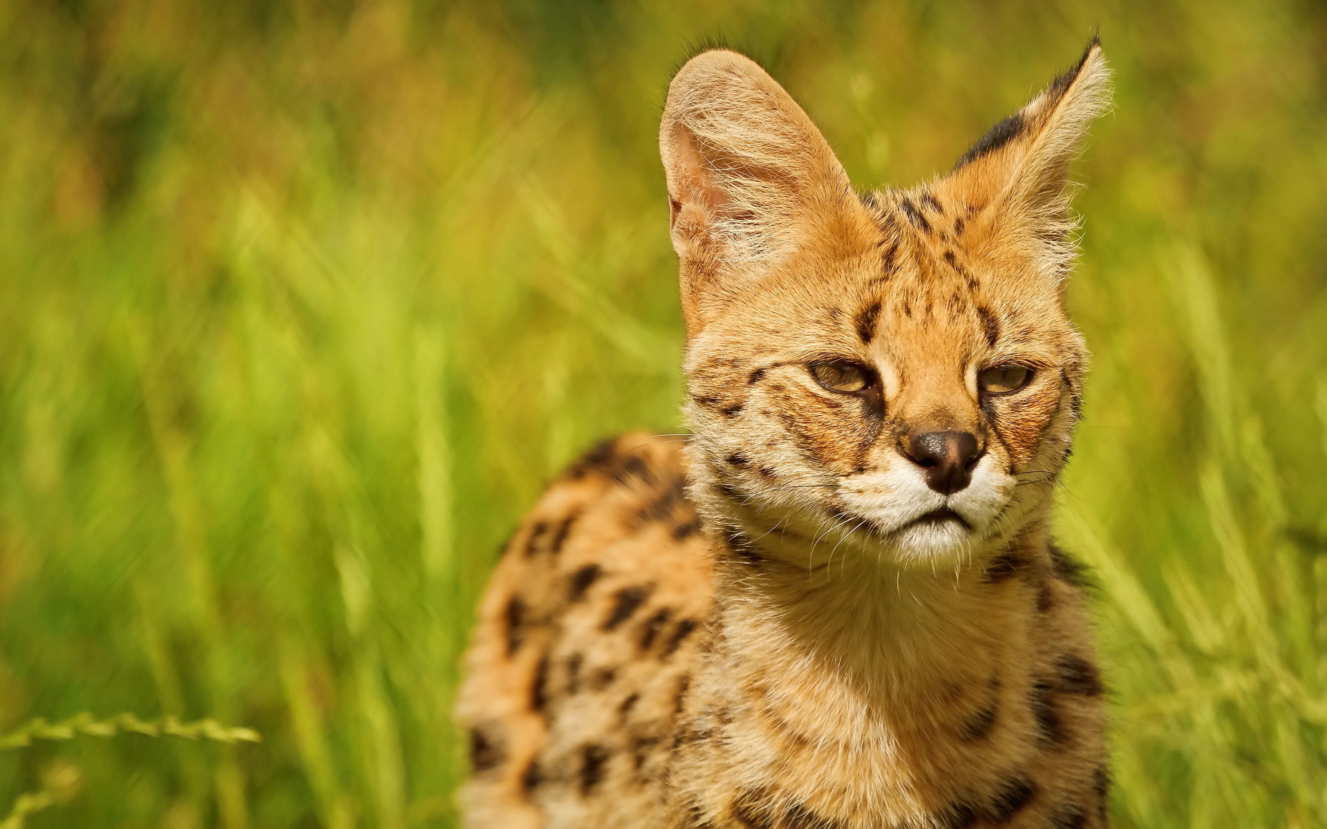 animal, serval, cats