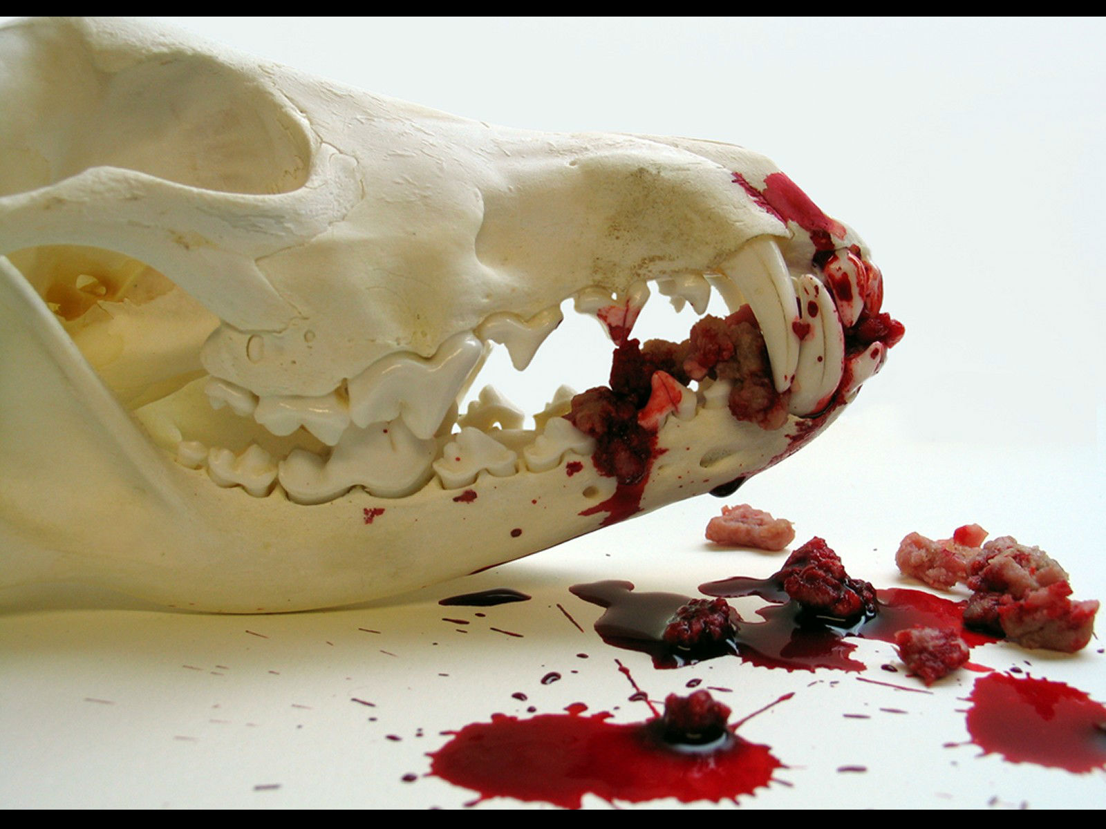 Laden Sie das Blut, Düster, Skelett, Grusel, Okkult-Bild kostenlos auf Ihren PC-Desktop herunter