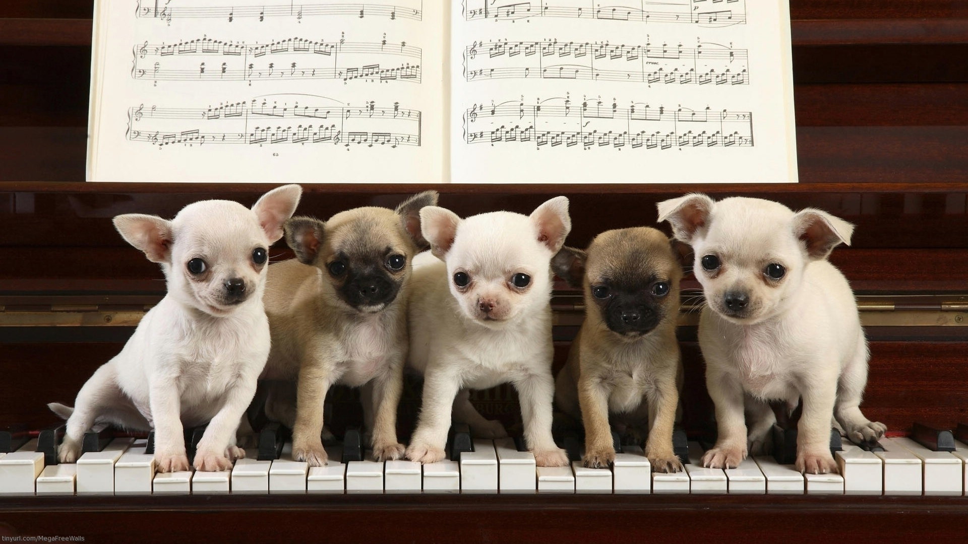 1458674画像をダウンロードチワワ, 動物, 犬, ピアノ, 子犬-壁紙とスクリーンセーバーを無料で