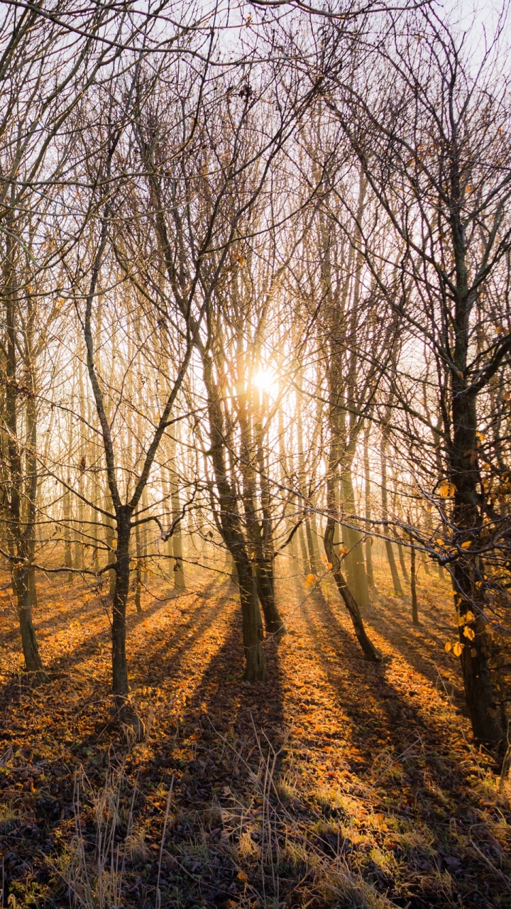 Скачать картинку Природа, Лес, Дерево, Солнечный Луч, Земля/природа, Солнечный Боб в телефон бесплатно.