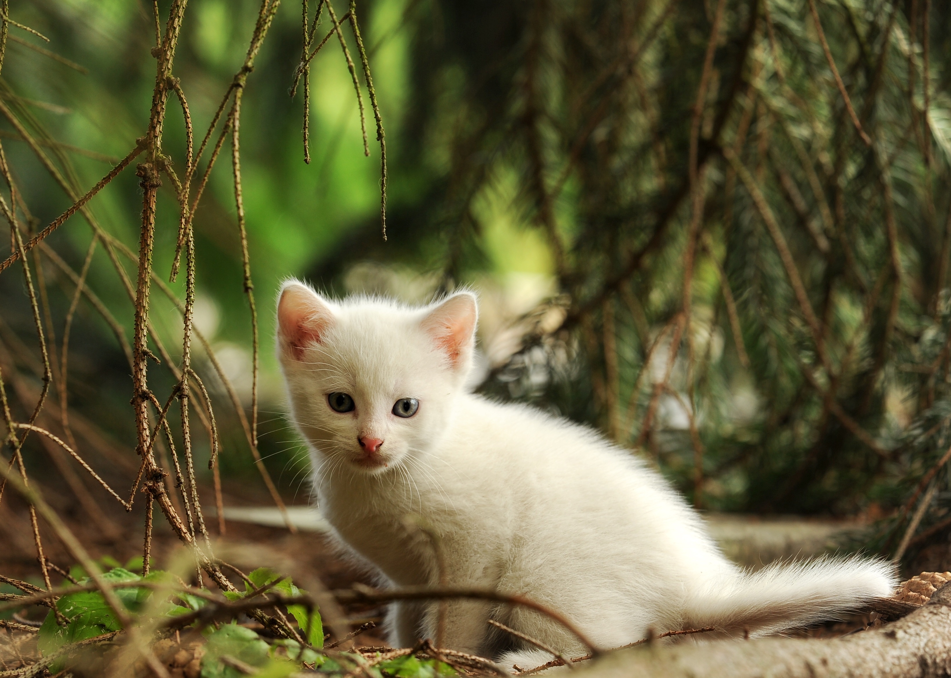 Descarga gratis la imagen Animales, Gatos, Gato, Gatito, Bebe Animal en el escritorio de tu PC