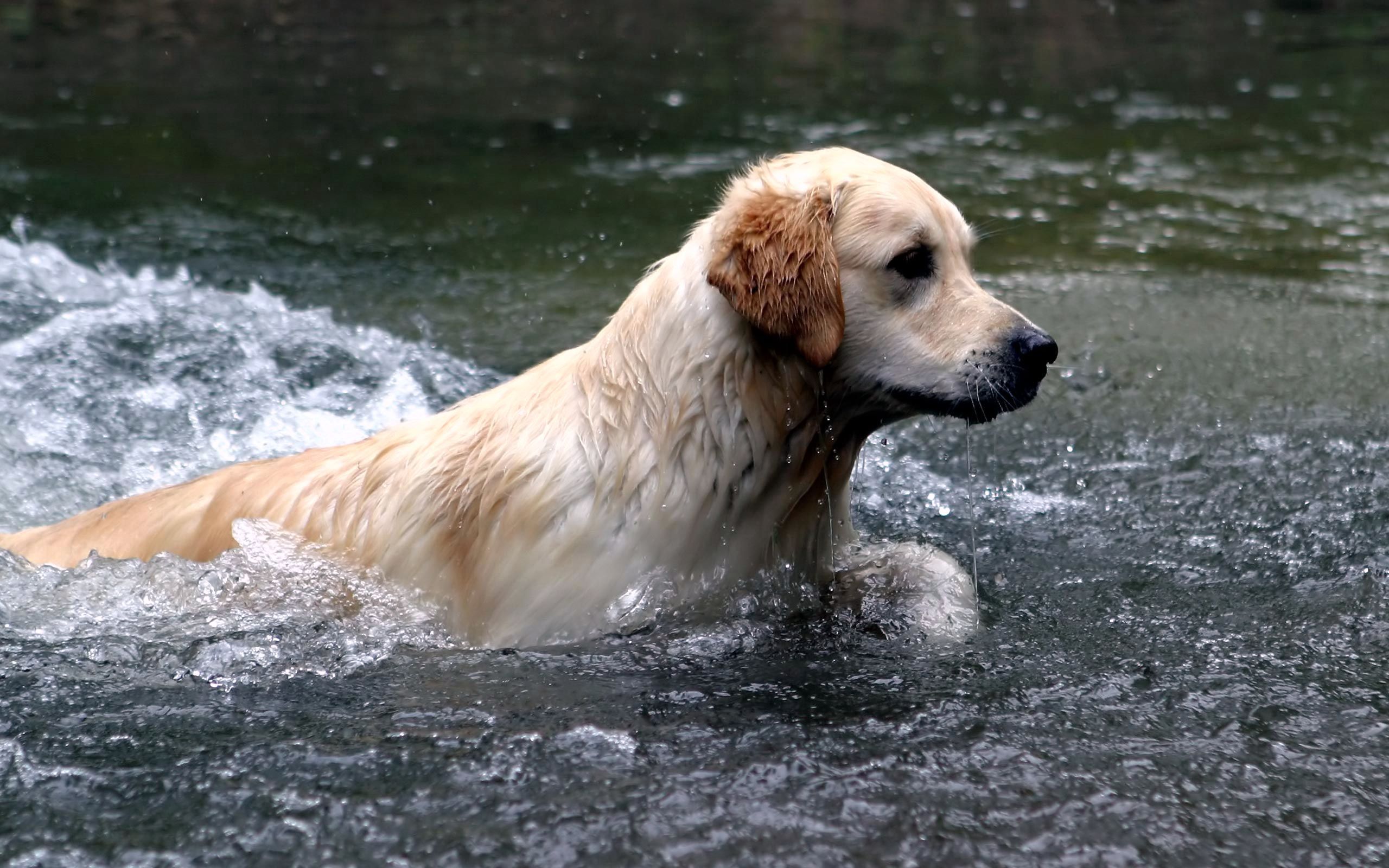 animals, water, dog, spray, labrador, to swim, swim lock screen backgrounds