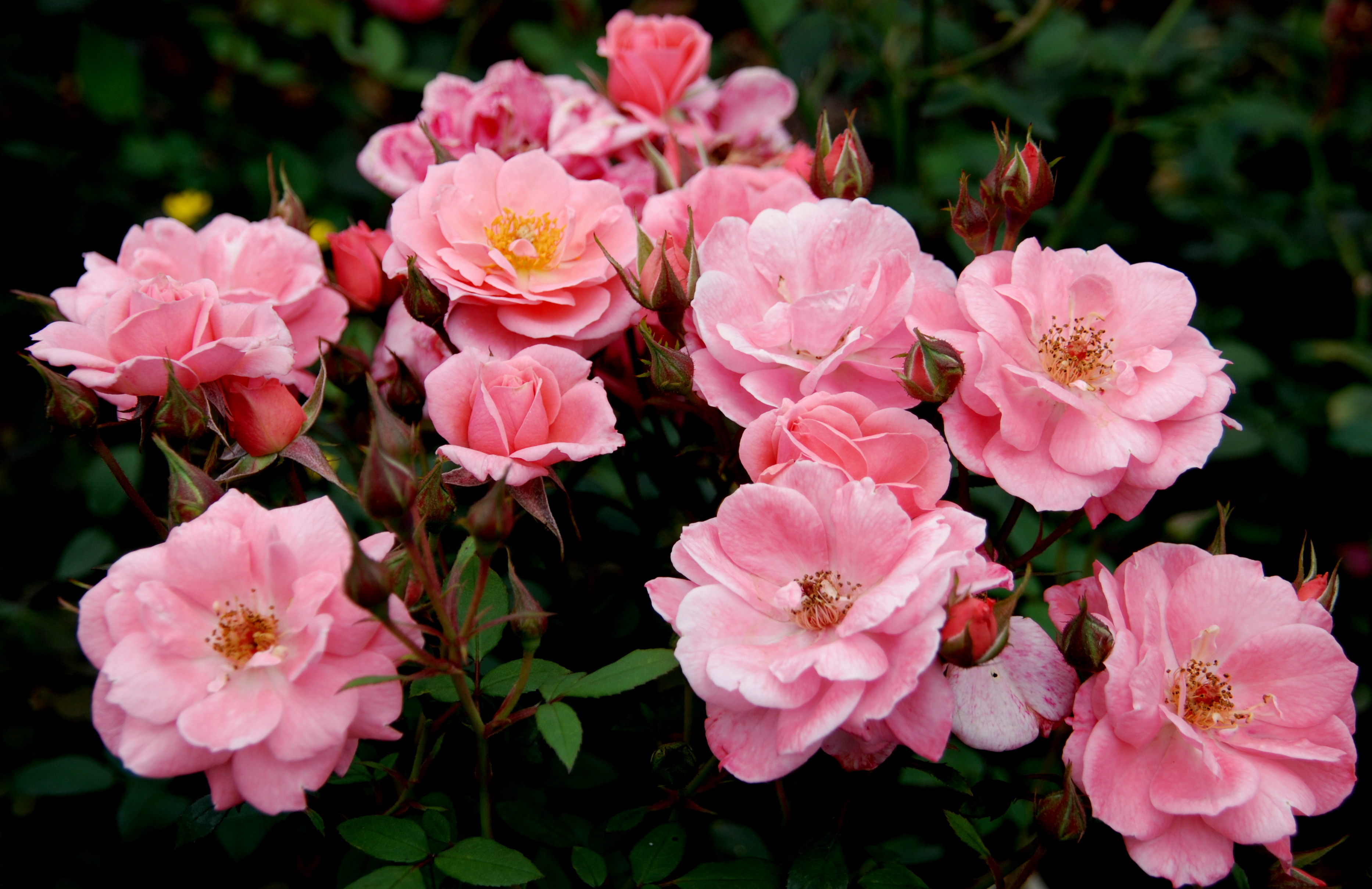 無料モバイル壁紙フラワーズ, 葉, 薔薇, 地球, ピンクの花をダウンロードします。