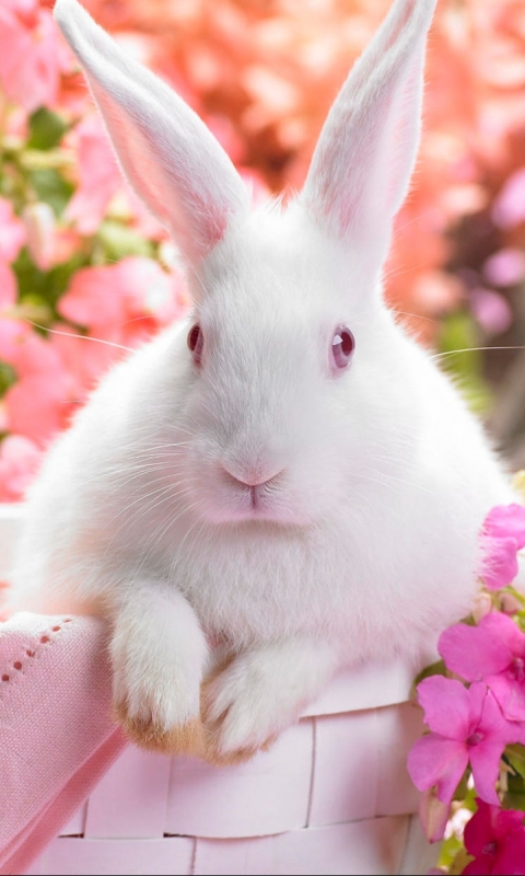 Download mobile wallpaper Pink, Flower, Animal, Rabbit, Cute, Bunny for free.