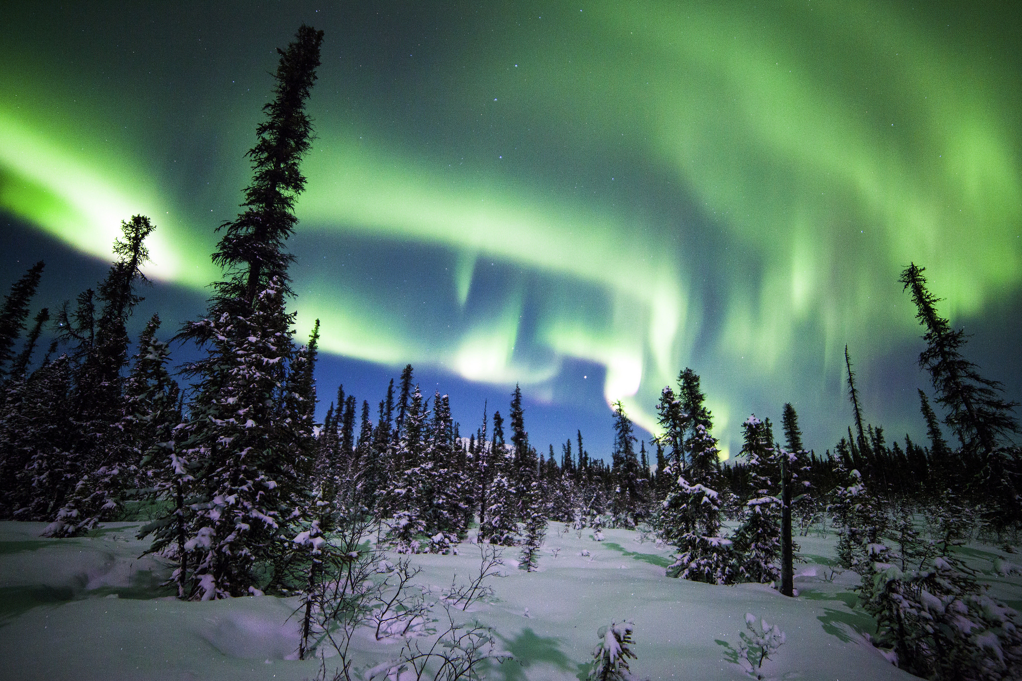 alaska, earth, aurora borealis, denali national park, forest, snow, spruce, winter