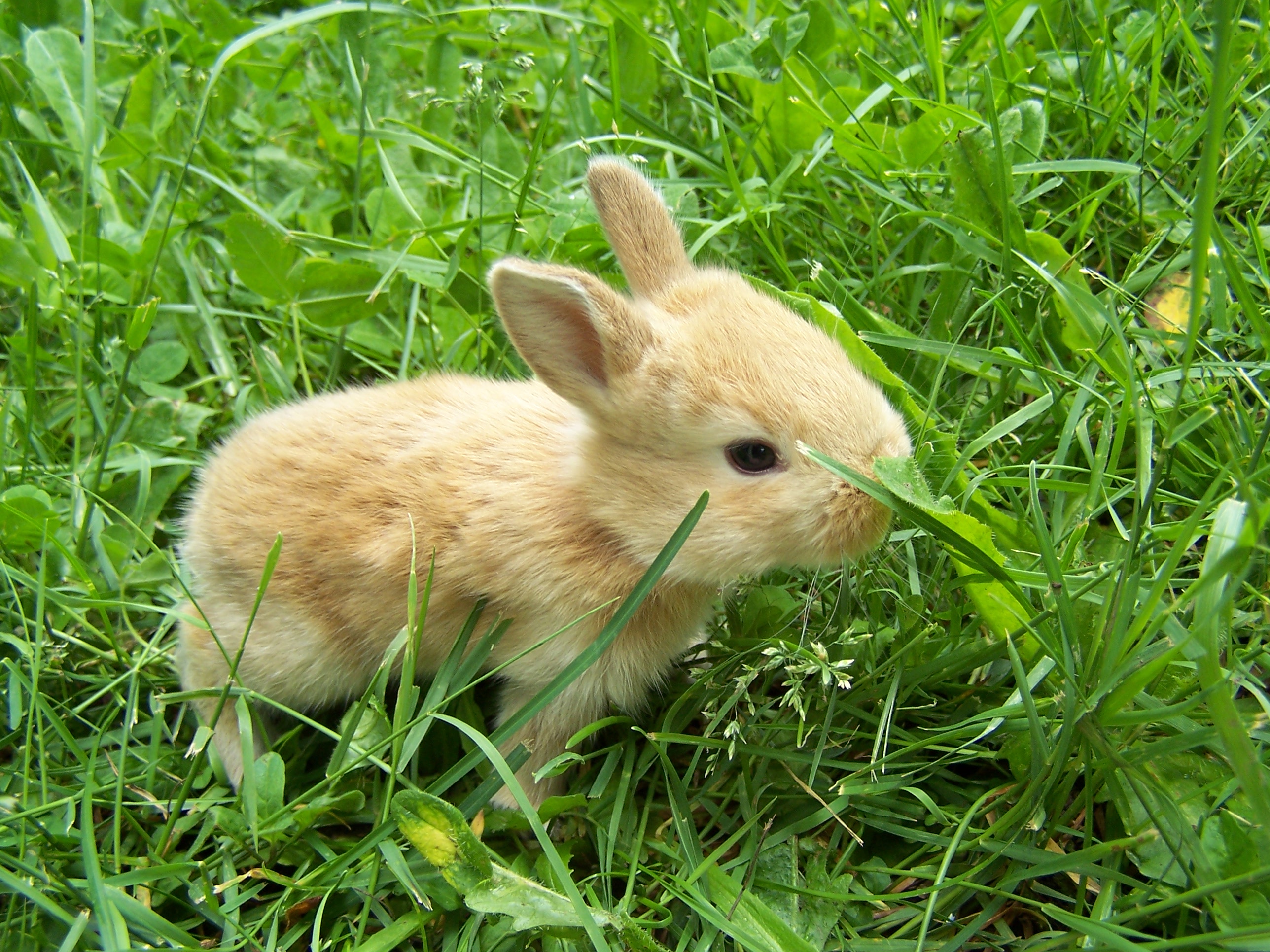 Download mobile wallpaper Grass, Animal, Rabbit, Cute, Bunny, Baby Animal for free.