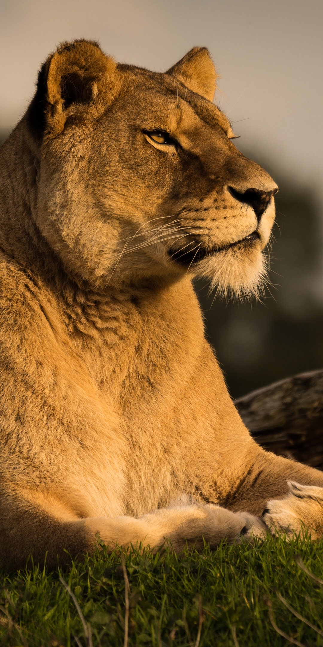 Handy-Wallpaper Tiere, Katzen, Löwe kostenlos herunterladen.