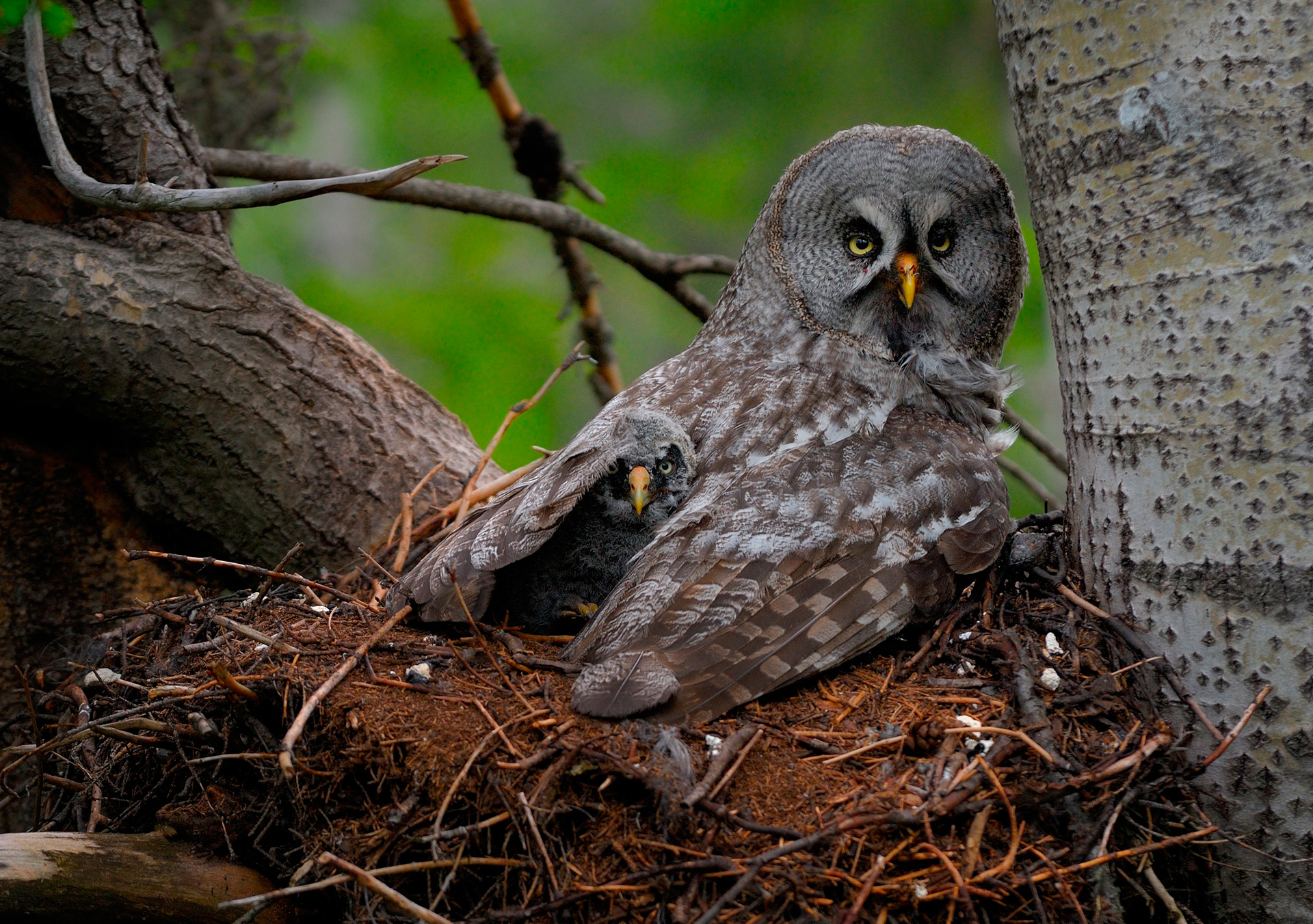 animals, owl, young, predator, wings, joey, great gray owl, chick, nestling