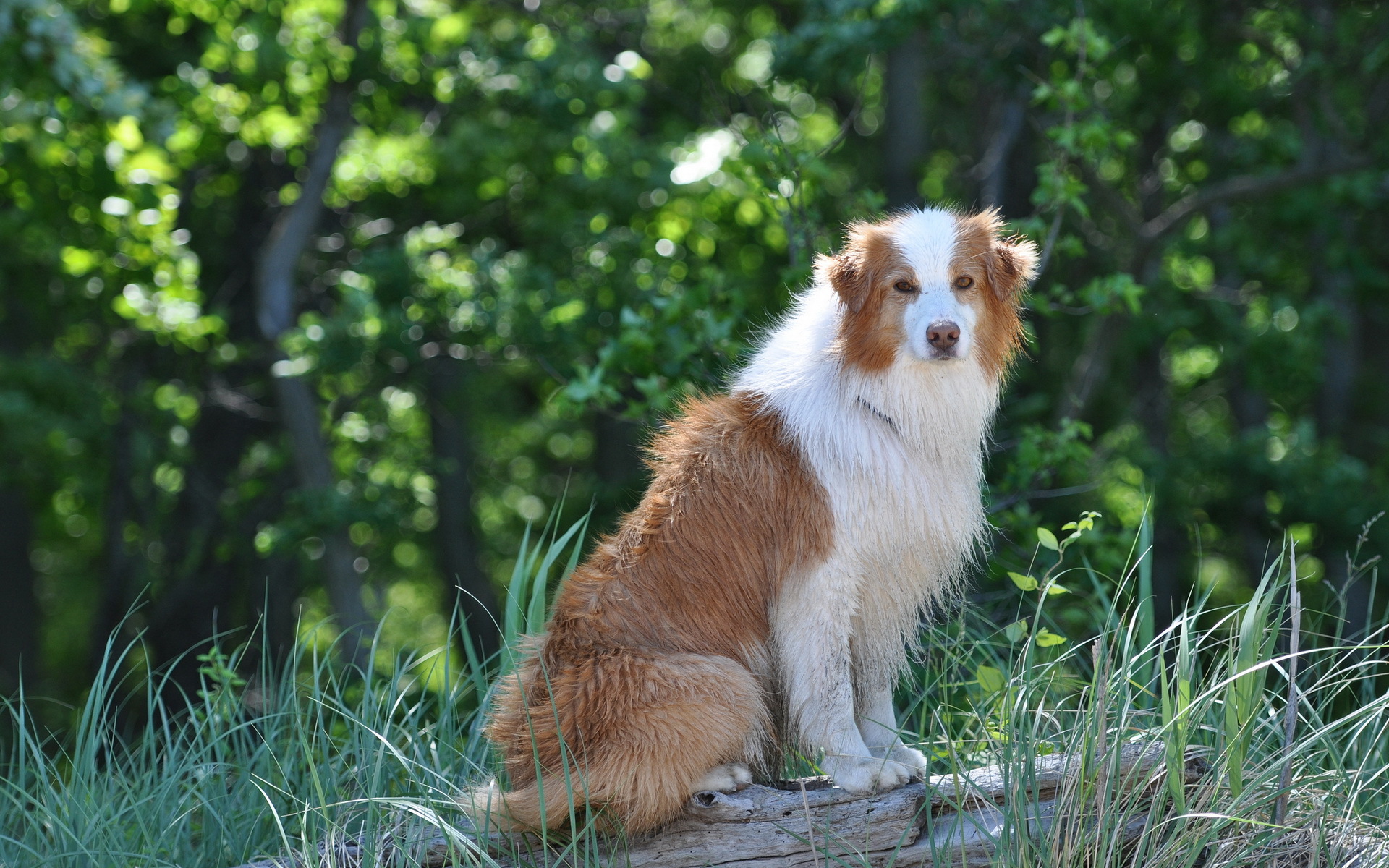 Handy-Wallpaper Hunde, Hund, Tiere kostenlos herunterladen.