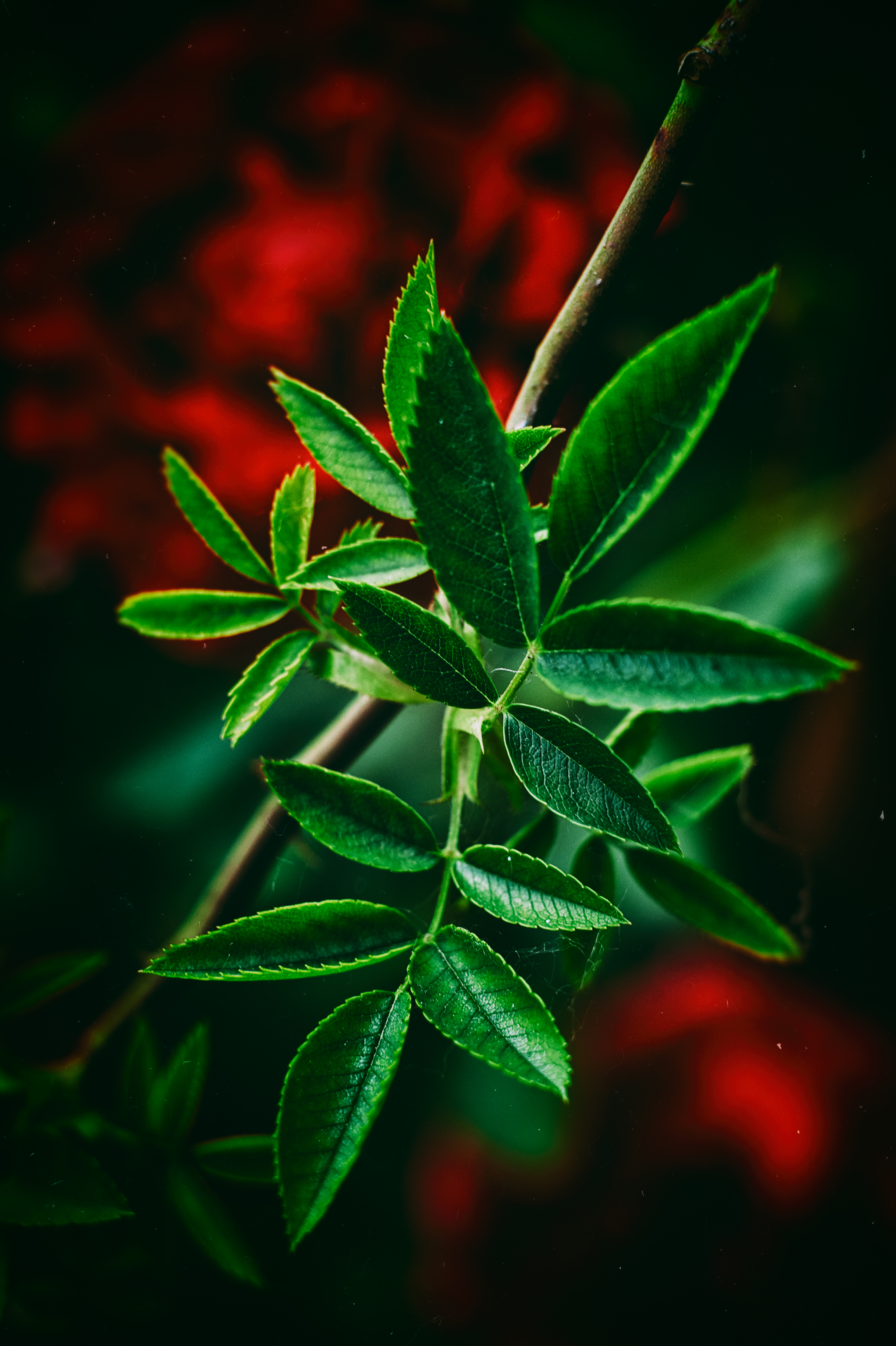 macro, smooth, blur, leaves, green, close up HD wallpaper