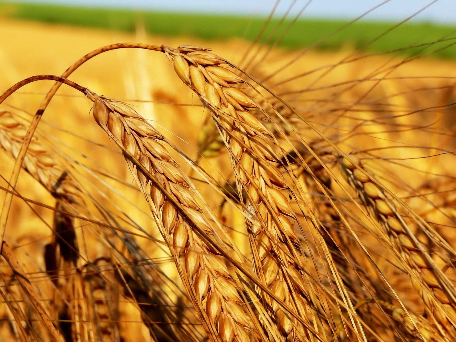 Download mobile wallpaper Landscape, Wheat for free.