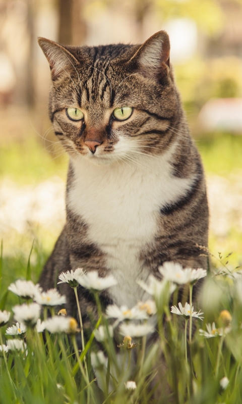 Handy-Wallpaper Tiere, Katzen, Sommer, Katze, Weiße Blume kostenlos herunterladen.