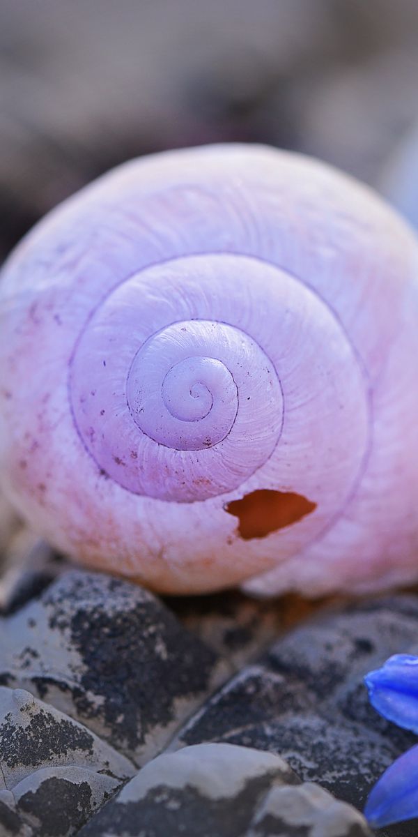 Free Shells 4K Wallpapers & Desktop HD Backgrounds for PC