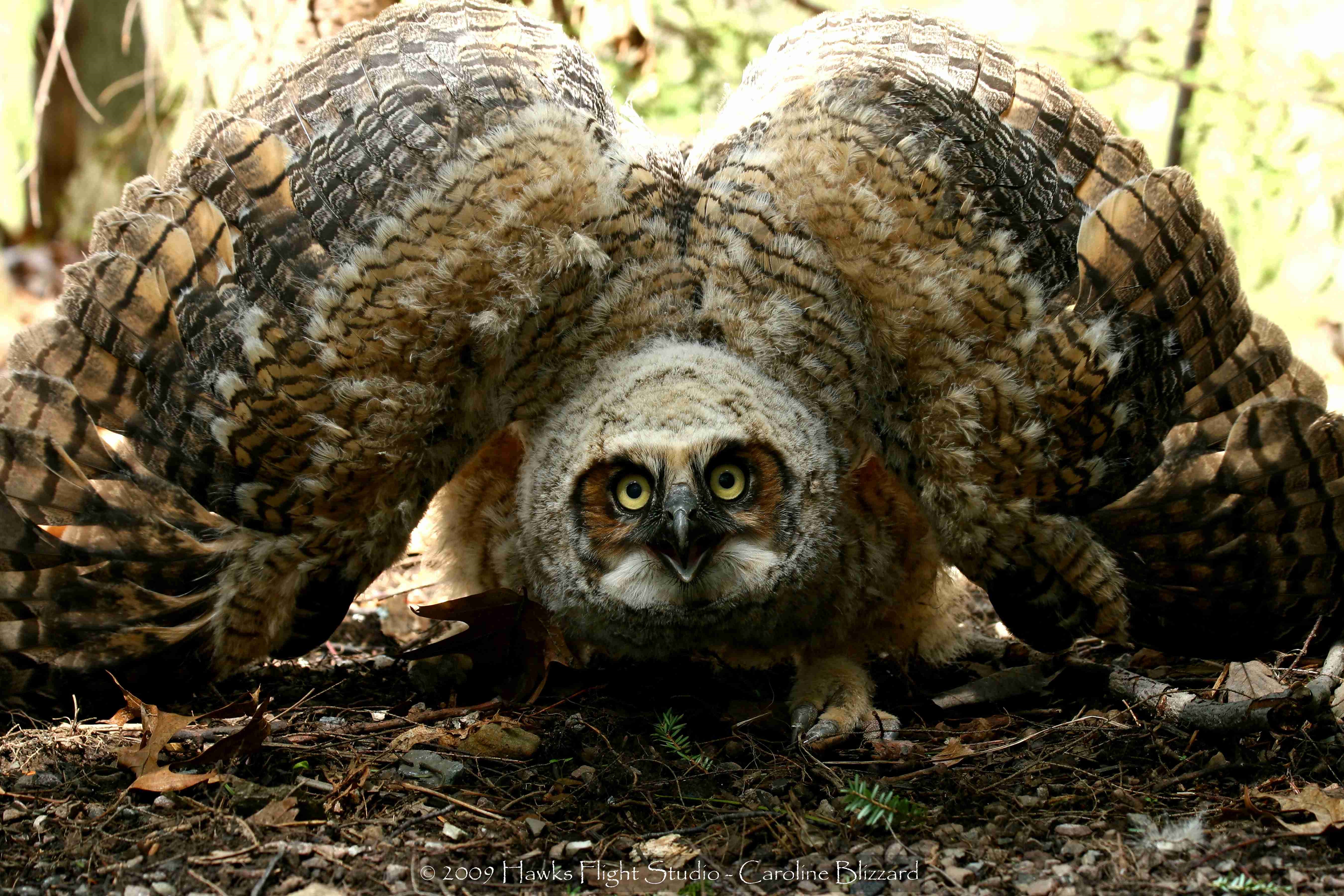 Descarga gratuita de fondo de pantalla para móvil de Animales, Búho, Aves.