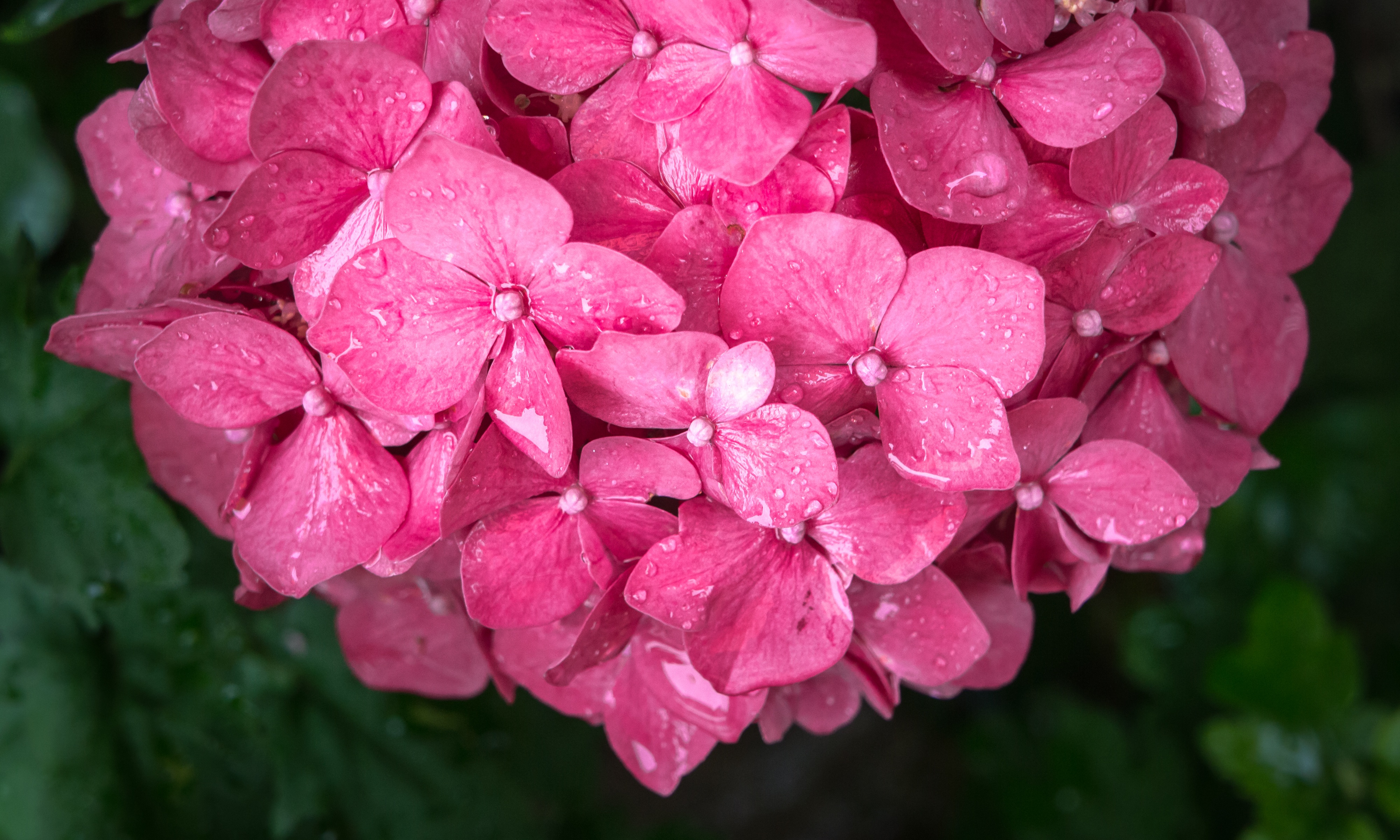 Download mobile wallpaper Petals, Flowers, Drops, Pink for free.