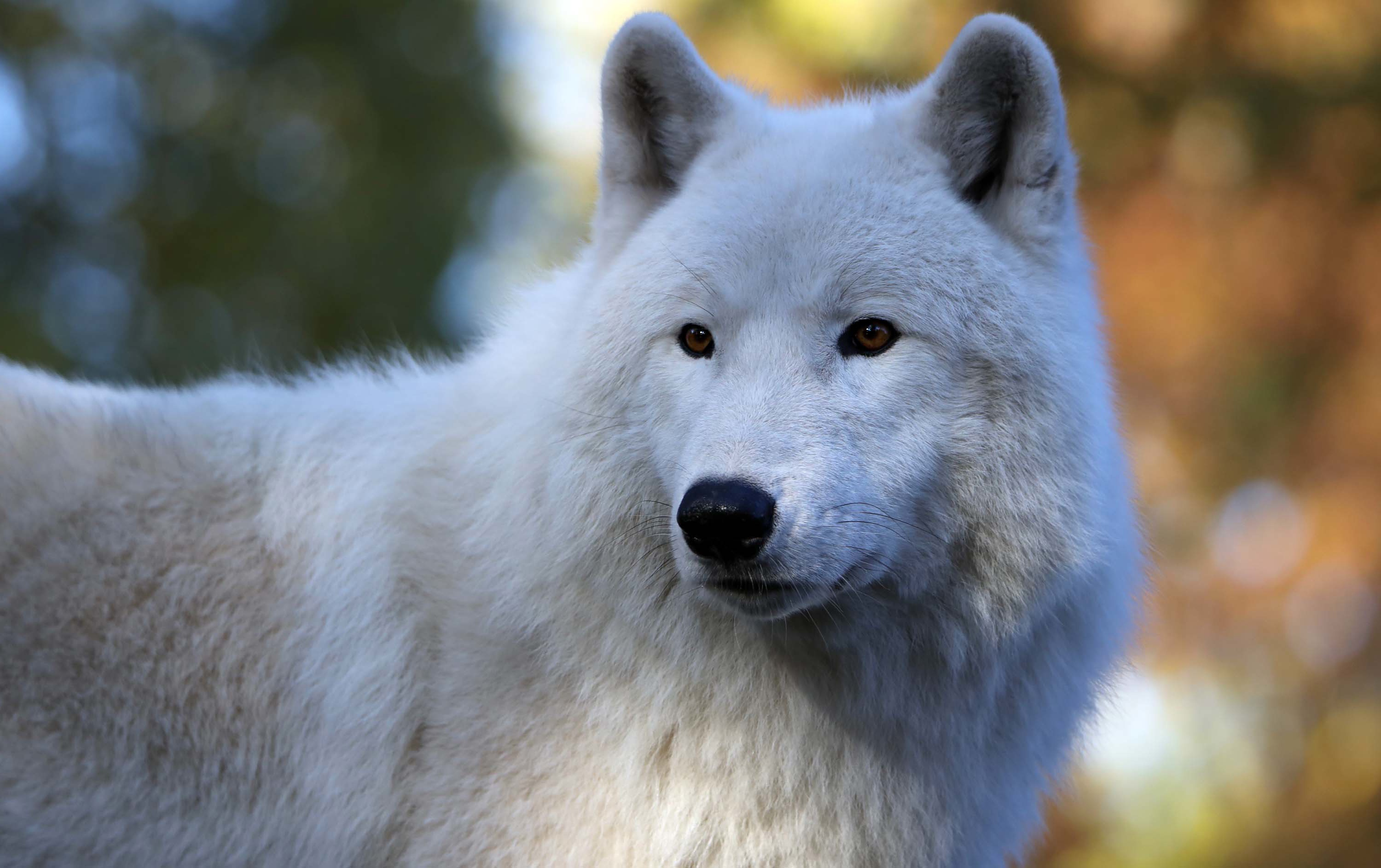 992113 Hintergrundbild herunterladen tiere, arktischer wolf, wolf - Bildschirmschoner und Bilder kostenlos