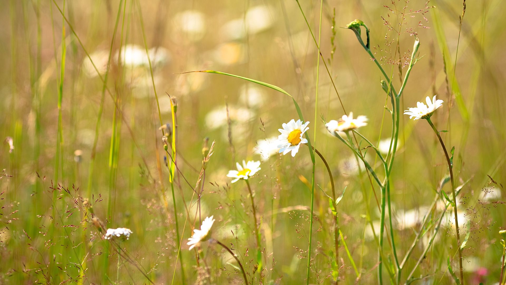 Handy-Wallpaper Blumen, Grass, Natur, Kamille, Feld, Sommer kostenlos herunterladen.