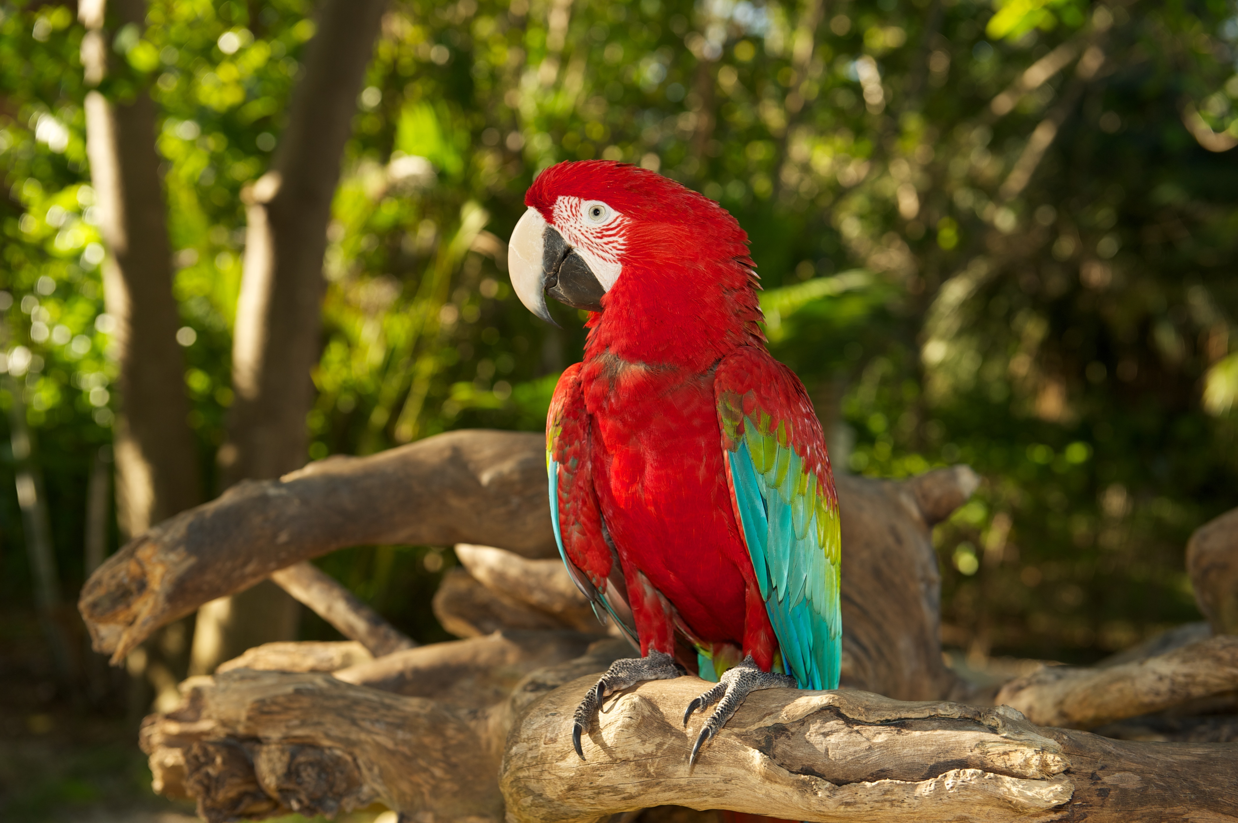 Desktop Backgrounds Red And Green Macaw 