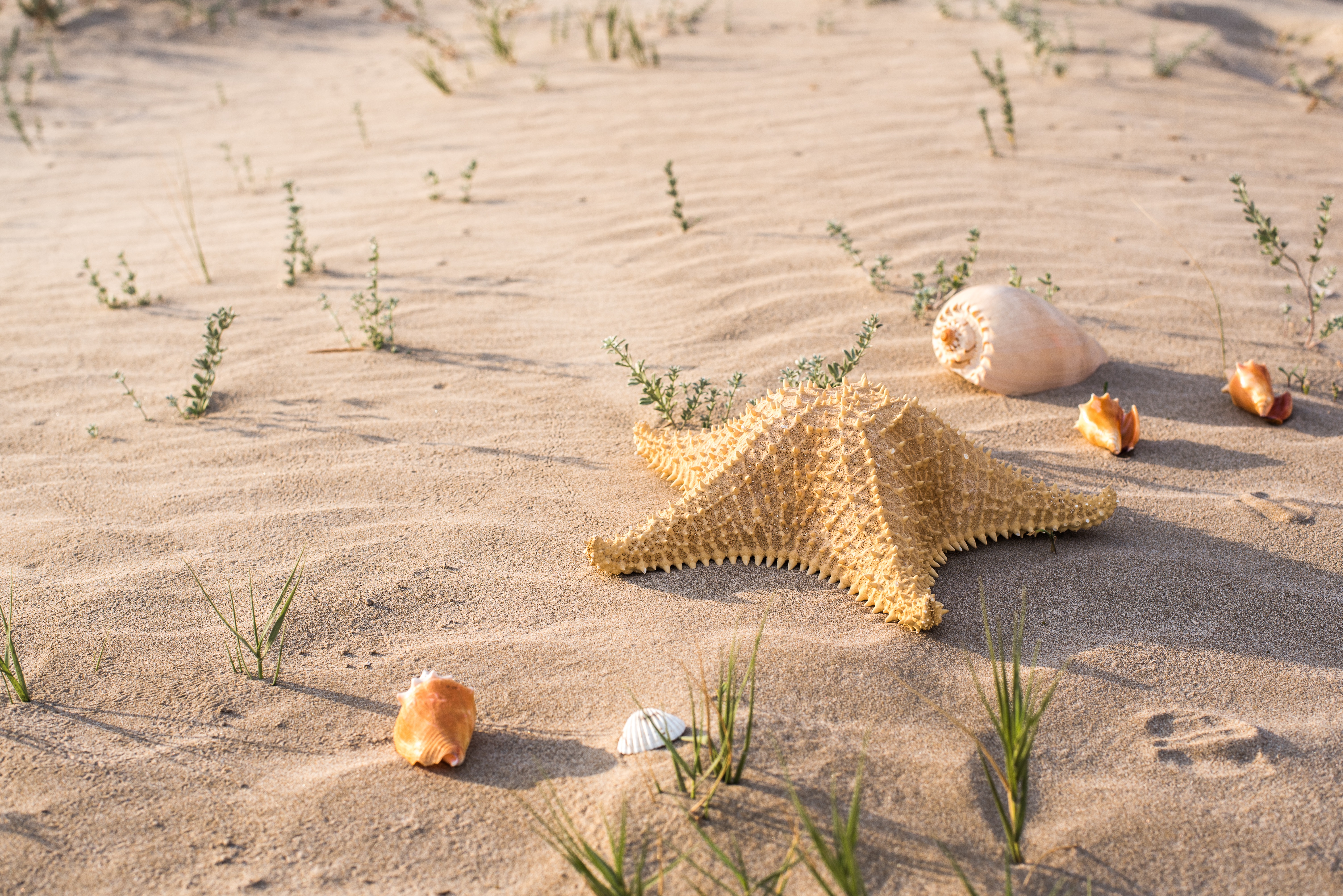 Free download wallpaper Sand, Starfish, Animal, Shell on your PC desktop