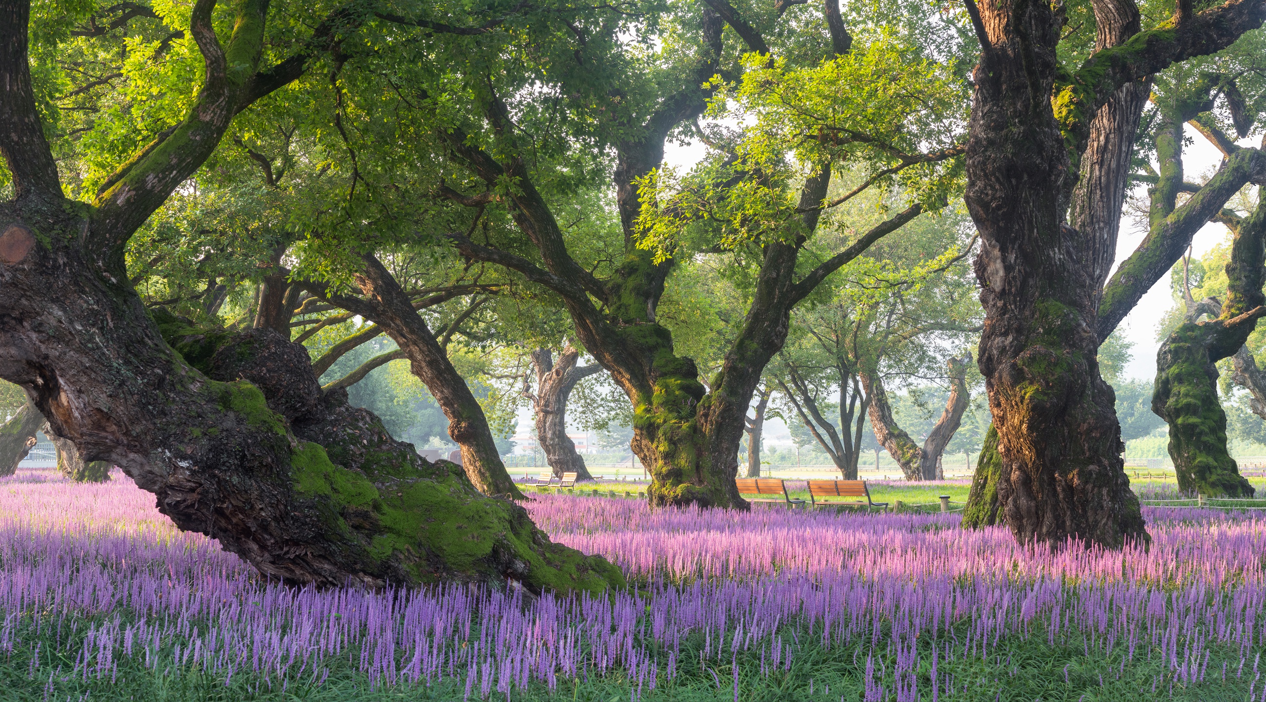 Download mobile wallpaper Flower, Park, Spring, Photography, Purple Flower for free.