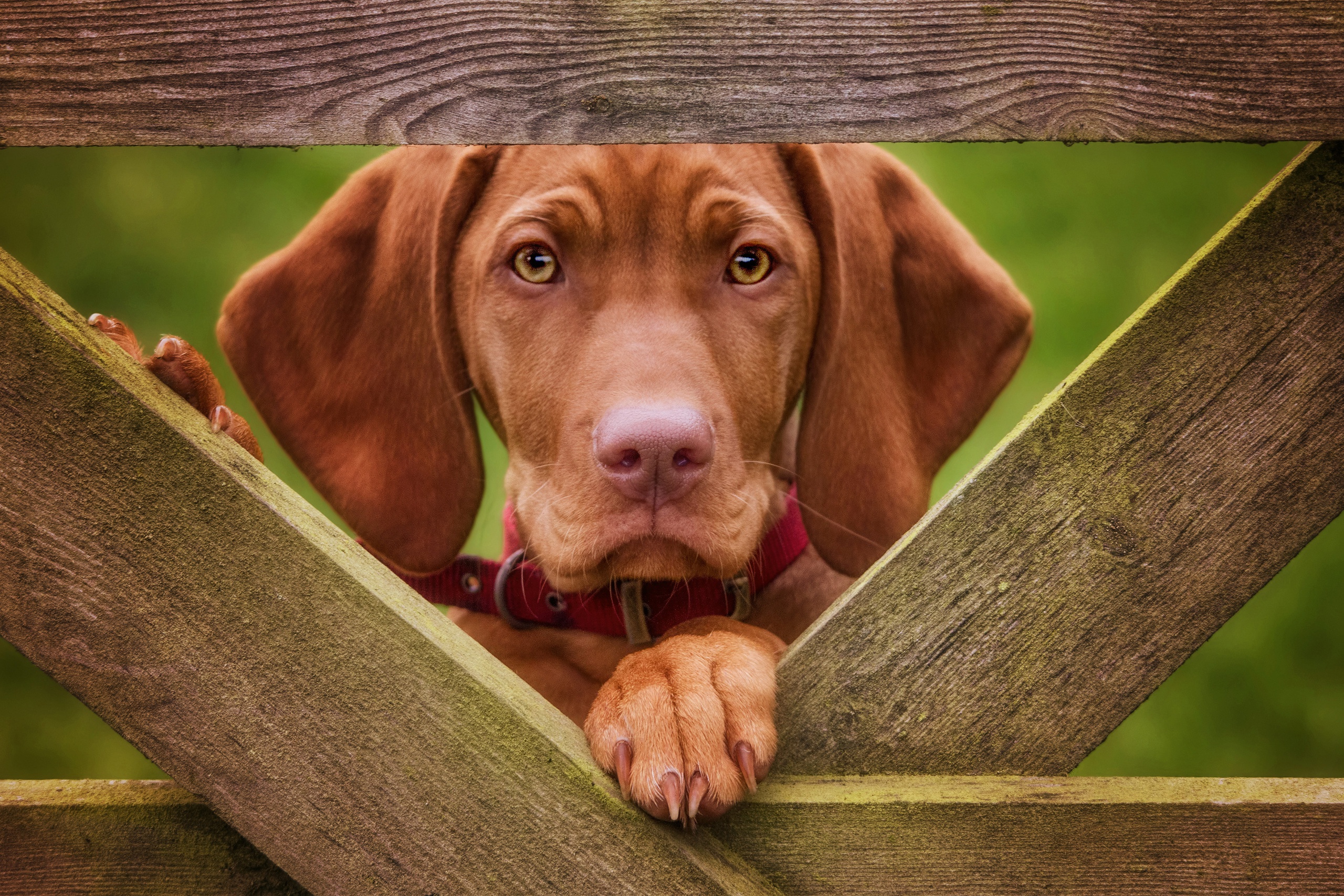 Laden Sie das Tiere, Hunde, Hund, Starren, Vizsla-Bild kostenlos auf Ihren PC-Desktop herunter
